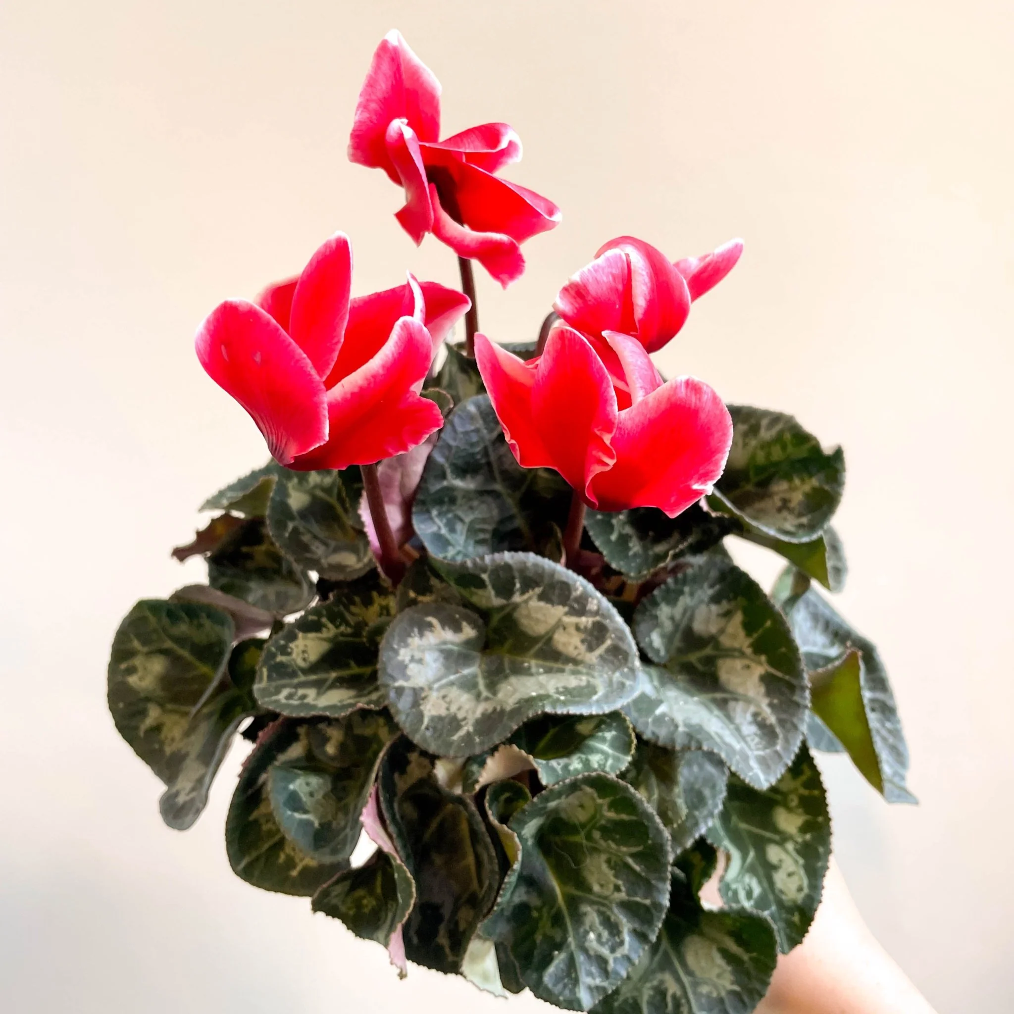 Cyclamen 'Red Wine' - British Grown - Image 12