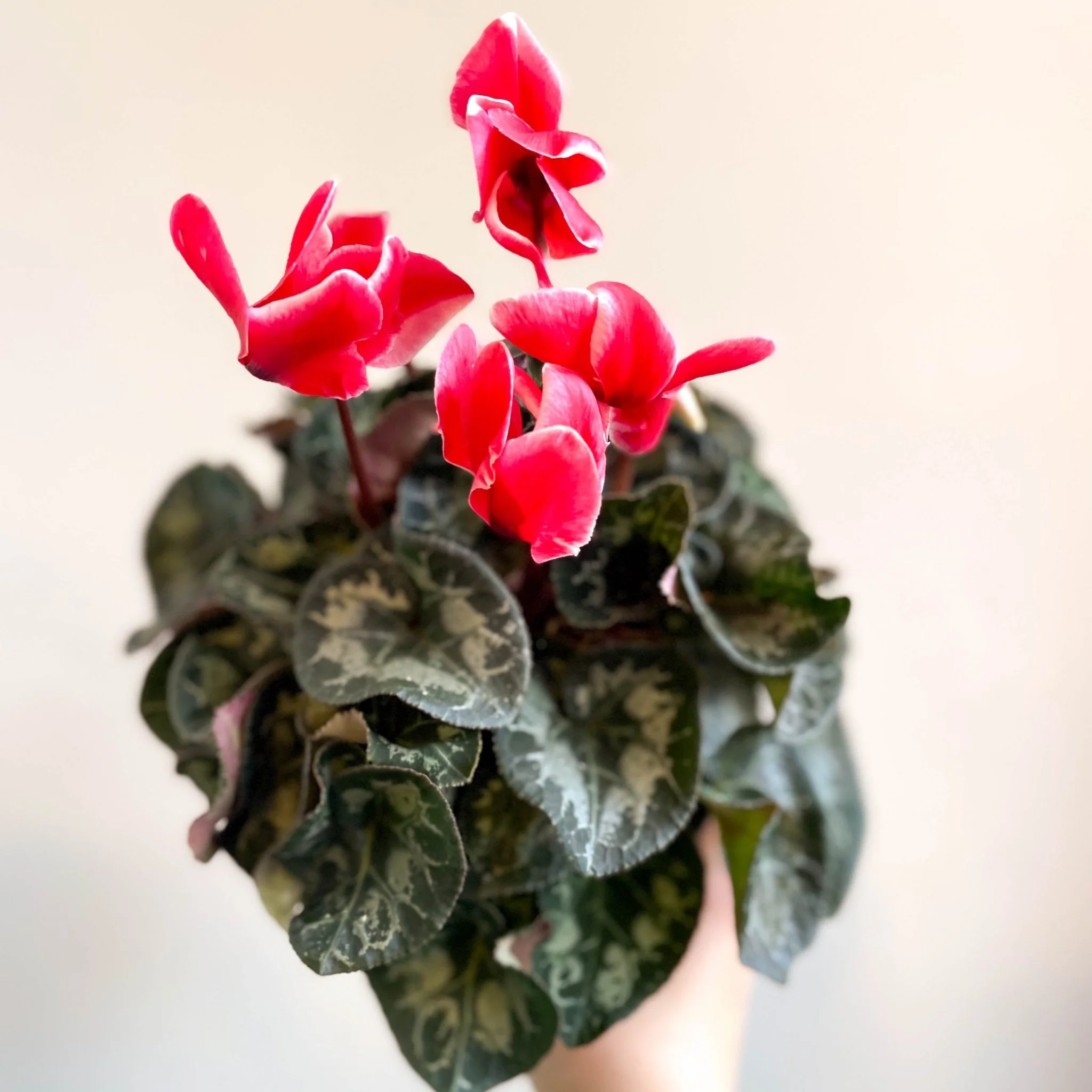 Cyclamen 'Red Wine' - British Grown - Image 2