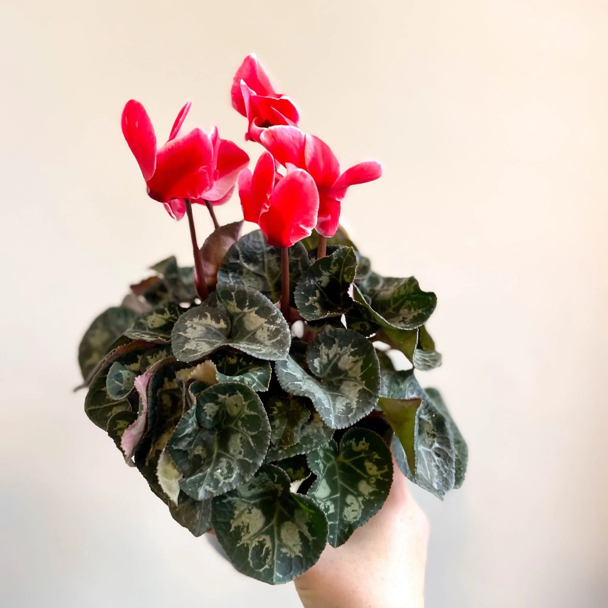 Cyclamen 'Red Wine' - British Grown - Image 3