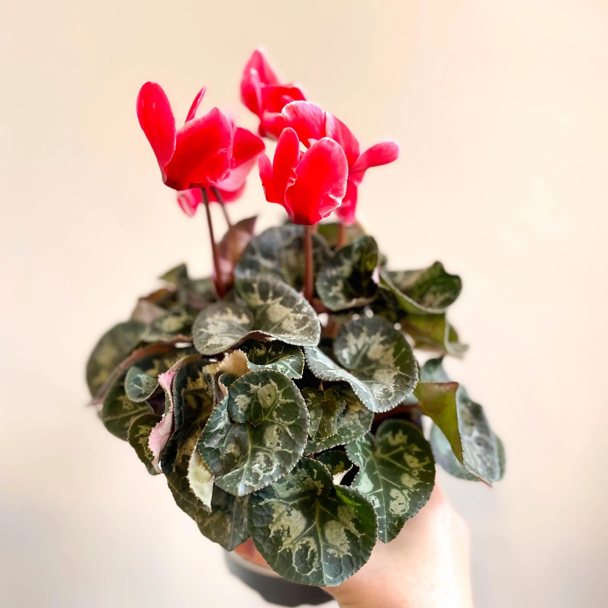 Cyclamen 'Red Wine' - British Grown - Image 4