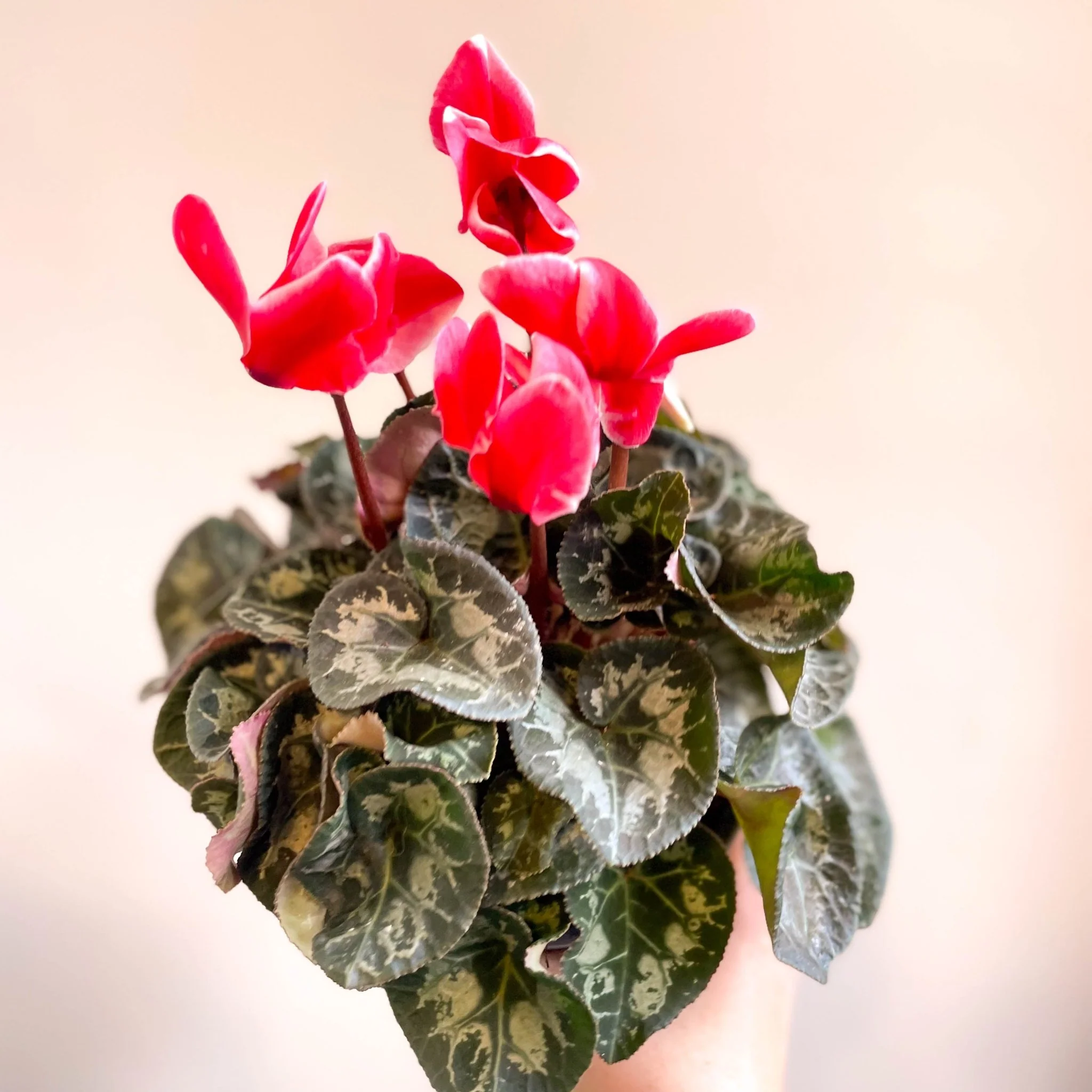 Cyclamen 'Red Wine' - British Grown - Image 5