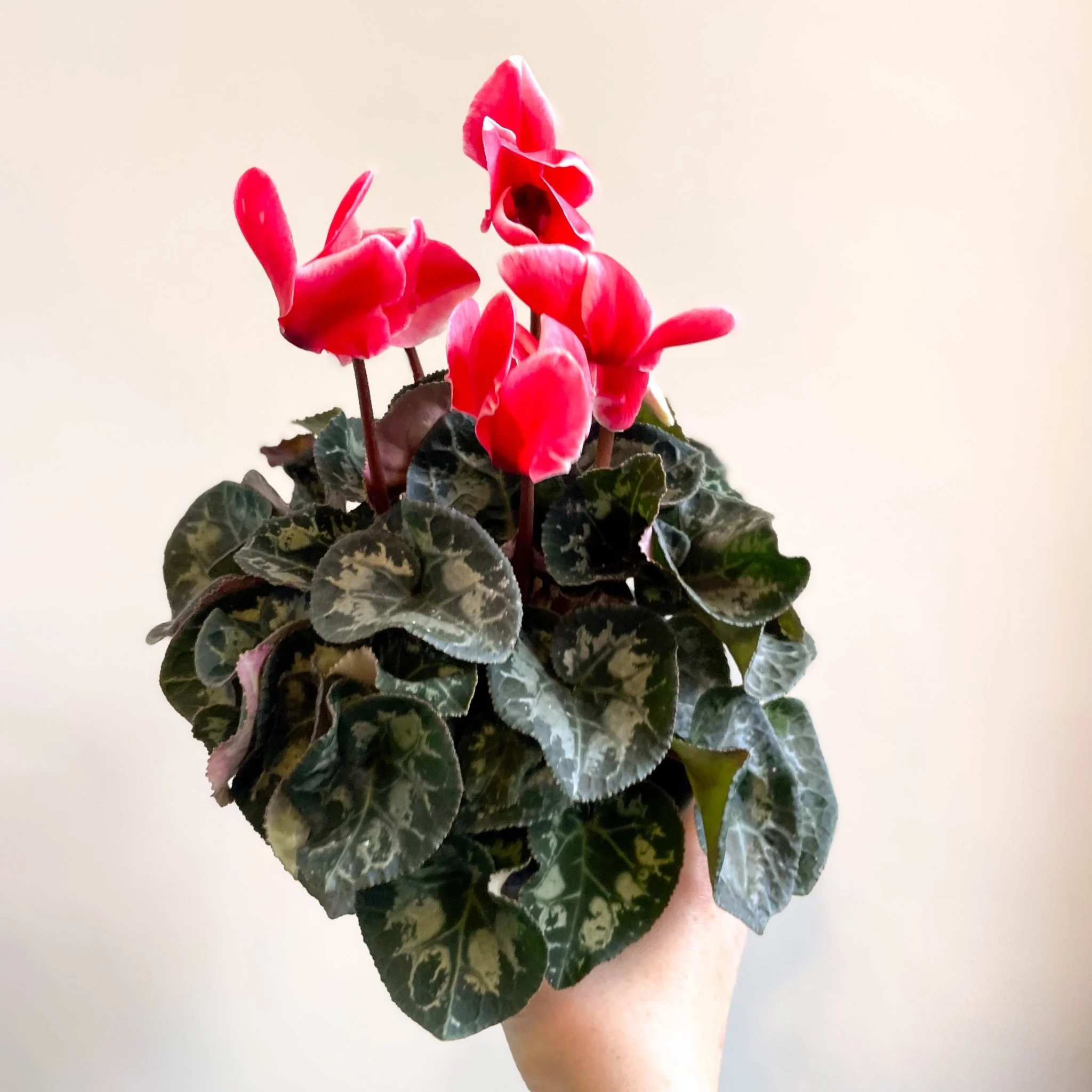 Cyclamen 'Red Wine' - British Grown - Image 6