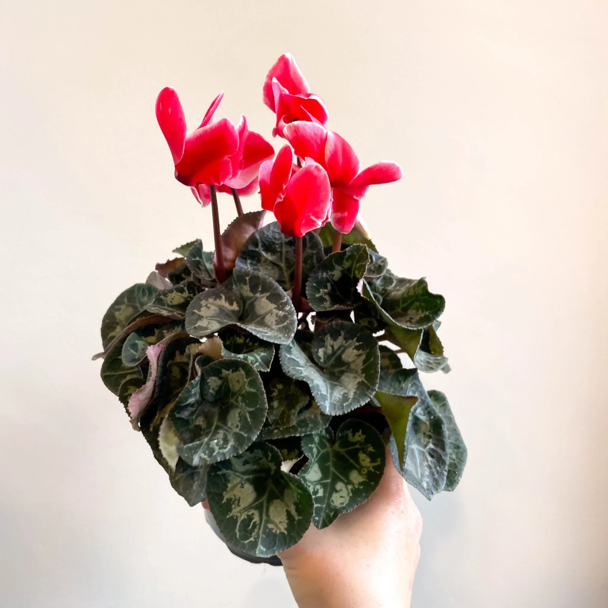 Cyclamen 'Red Wine' - British Grown - Image 7