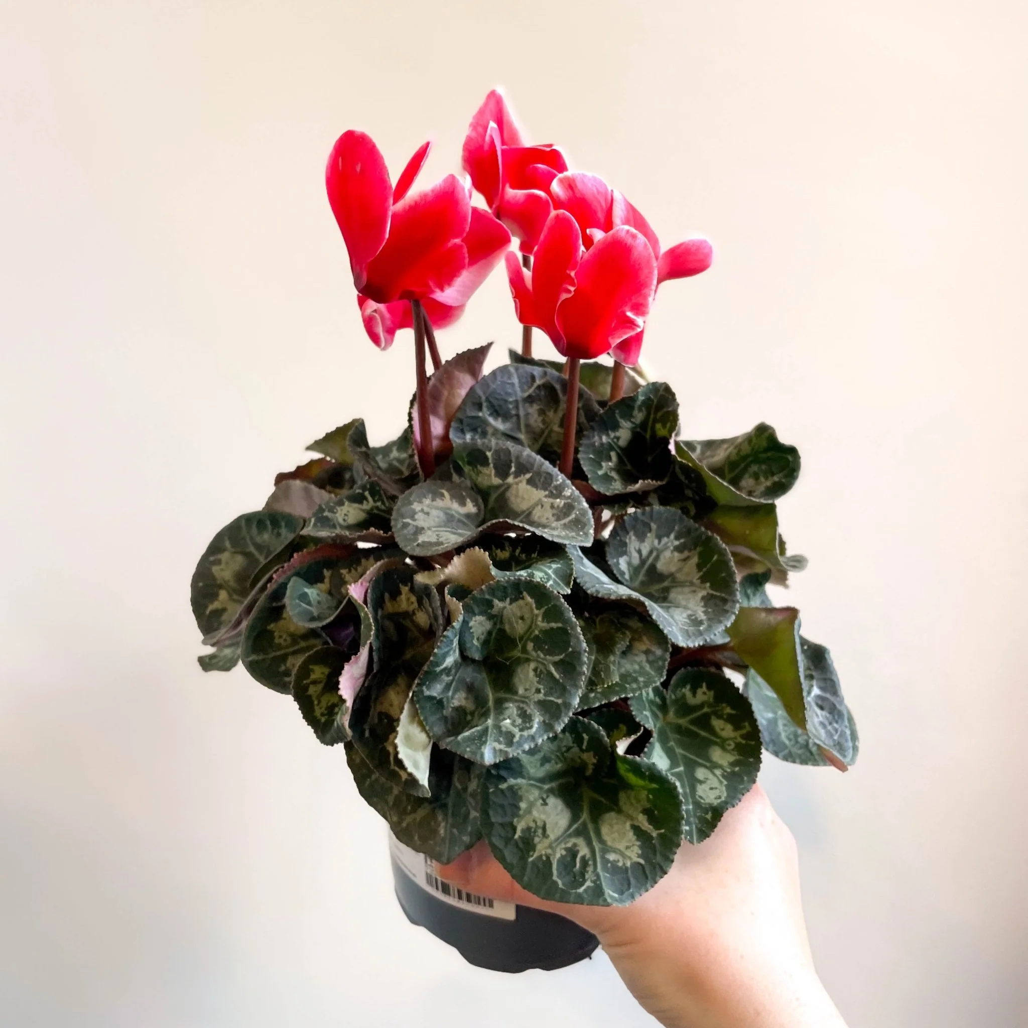 Cyclamen 'Red Wine' - British Grown - Image 8