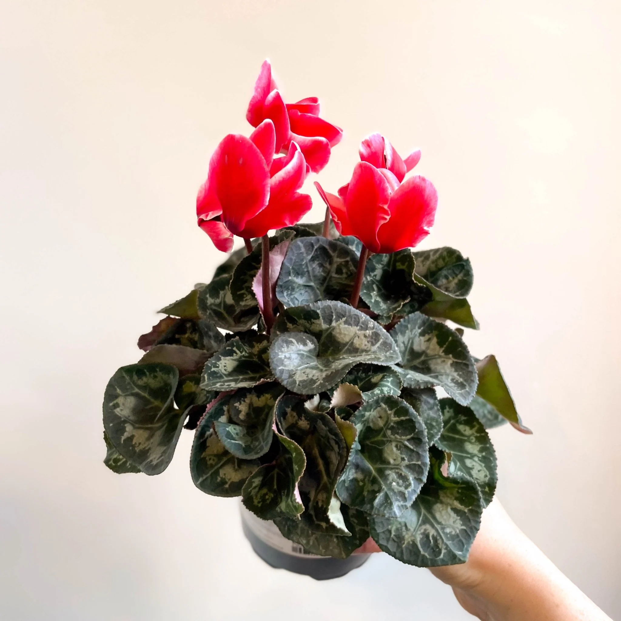 Cyclamen 'Red Wine' - British Grown - Image 9
