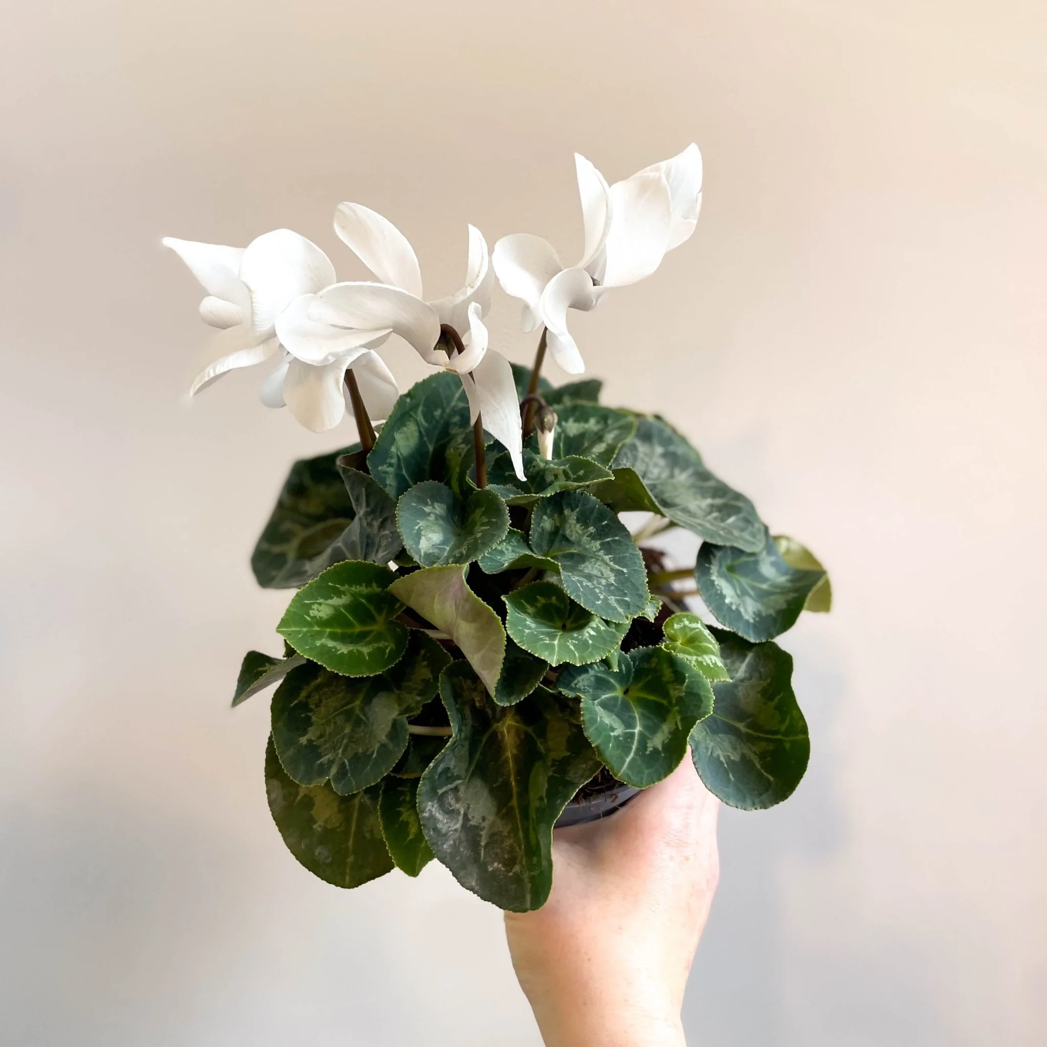 Cyclamen 'White' - British Grown