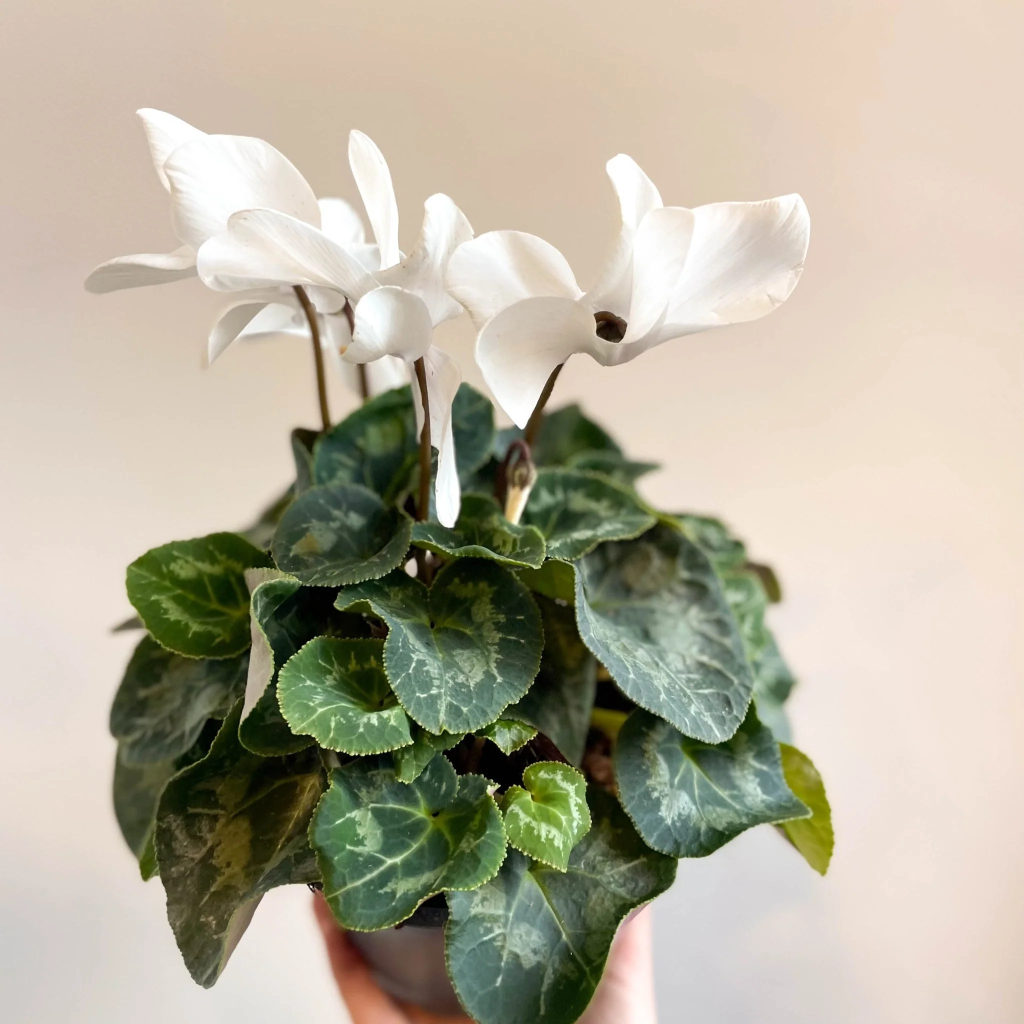 Cyclamen 'White' - British Grown - Image 10