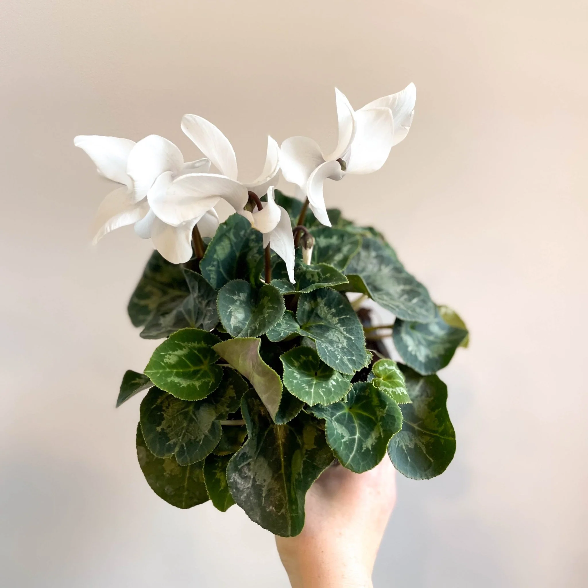 Cyclamen 'White' - British Grown - Image 2