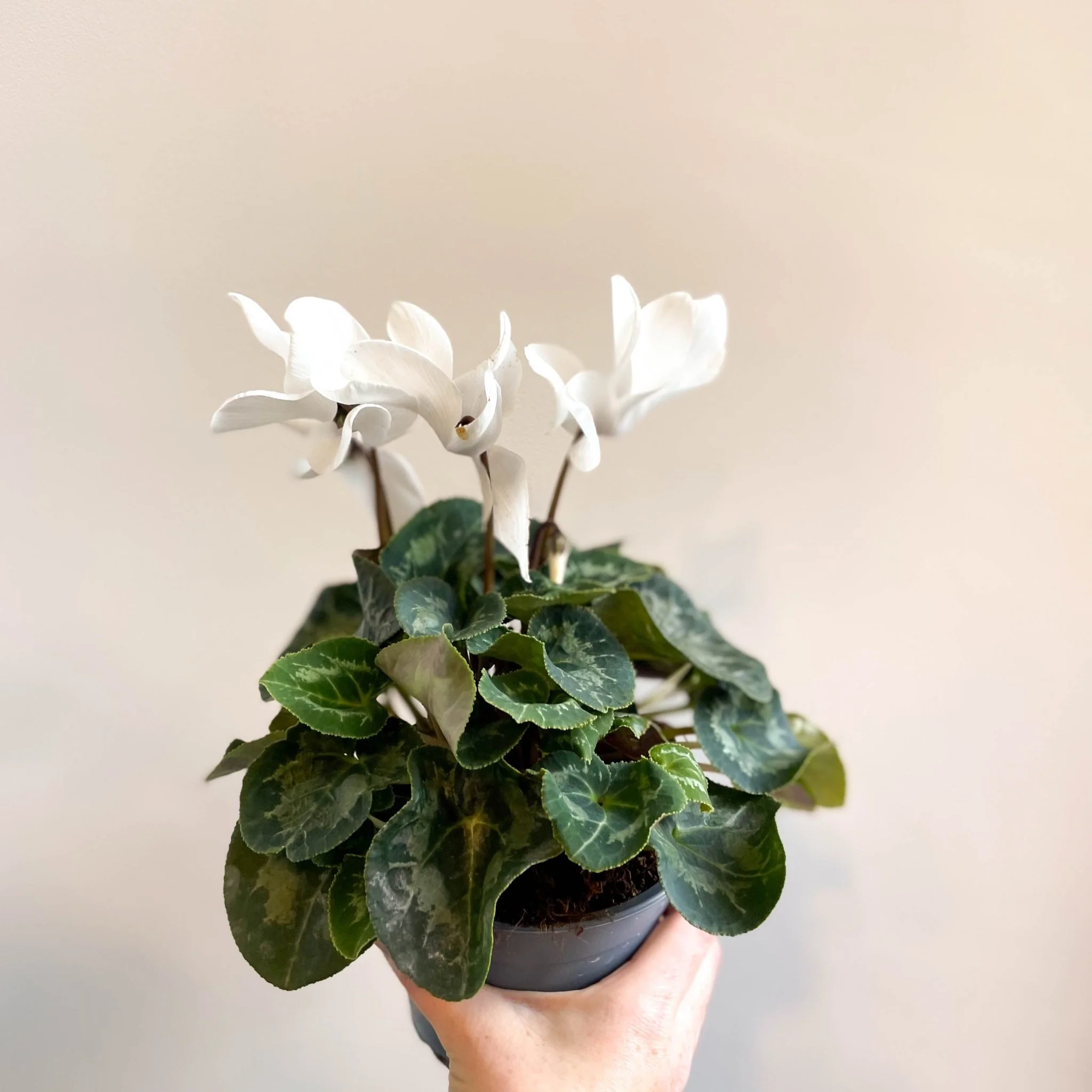 Cyclamen 'White' - British Grown - Image 3