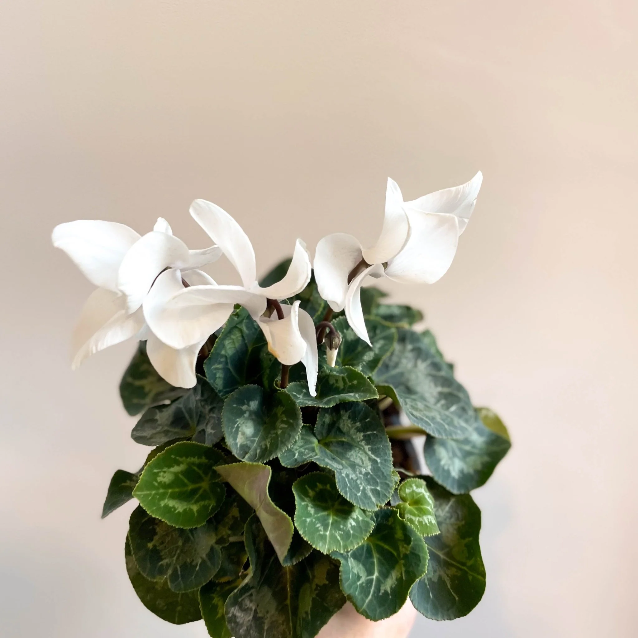 Cyclamen 'White' - British Grown - Image 4