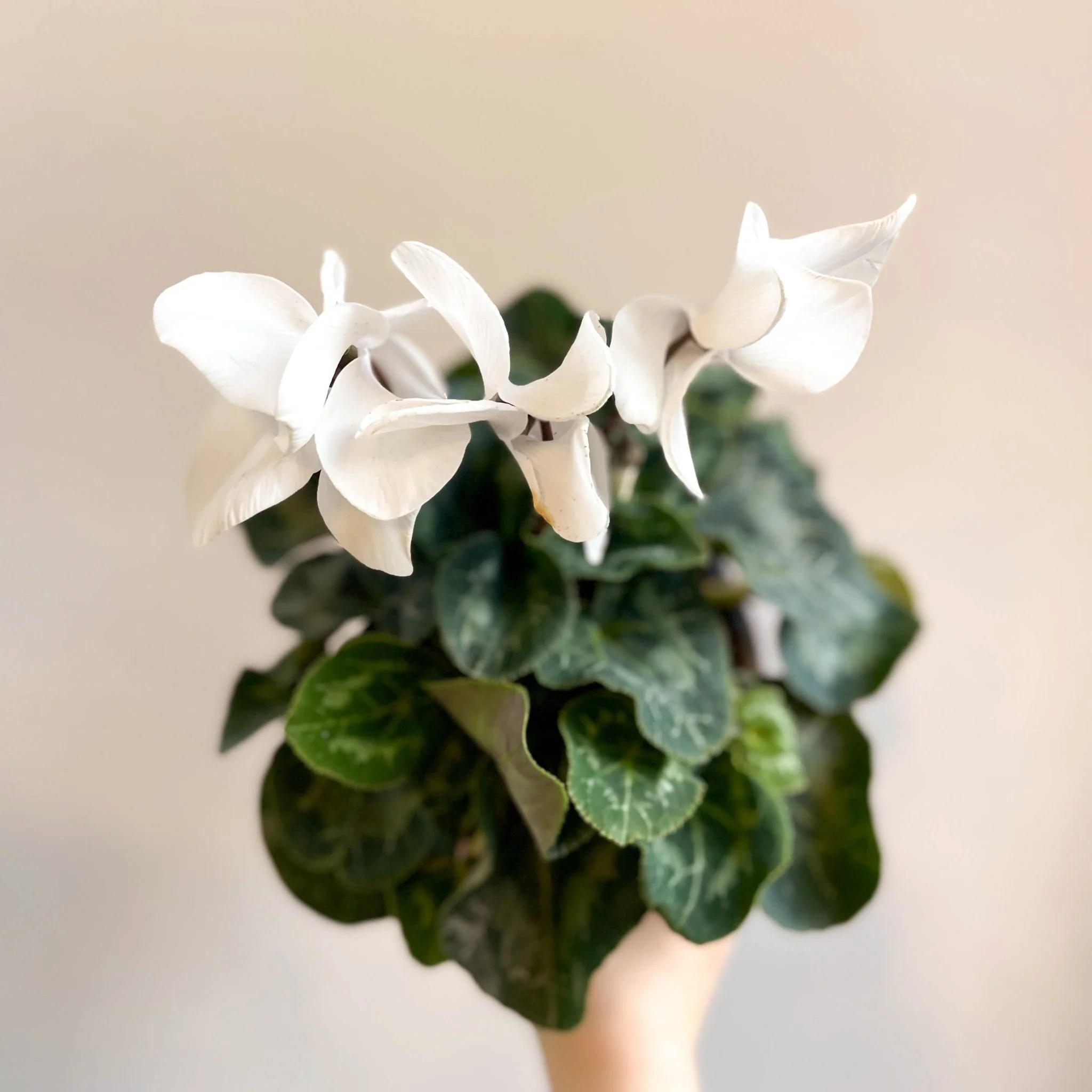 Cyclamen 'White' - British Grown - Image 5