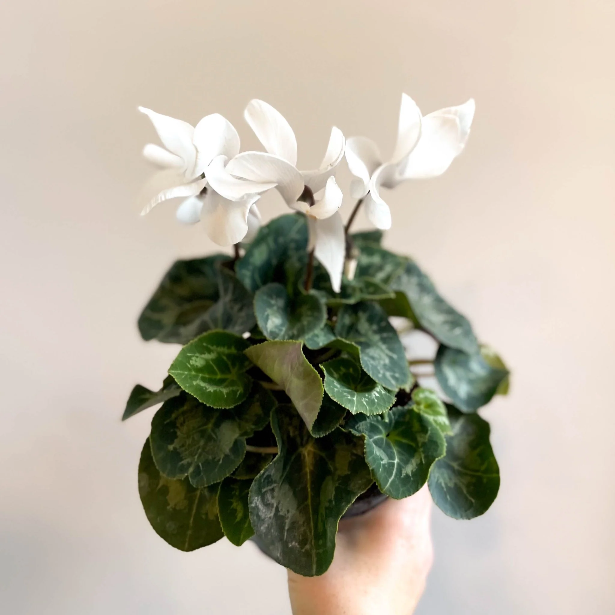 Cyclamen 'White' - British Grown - Image 6