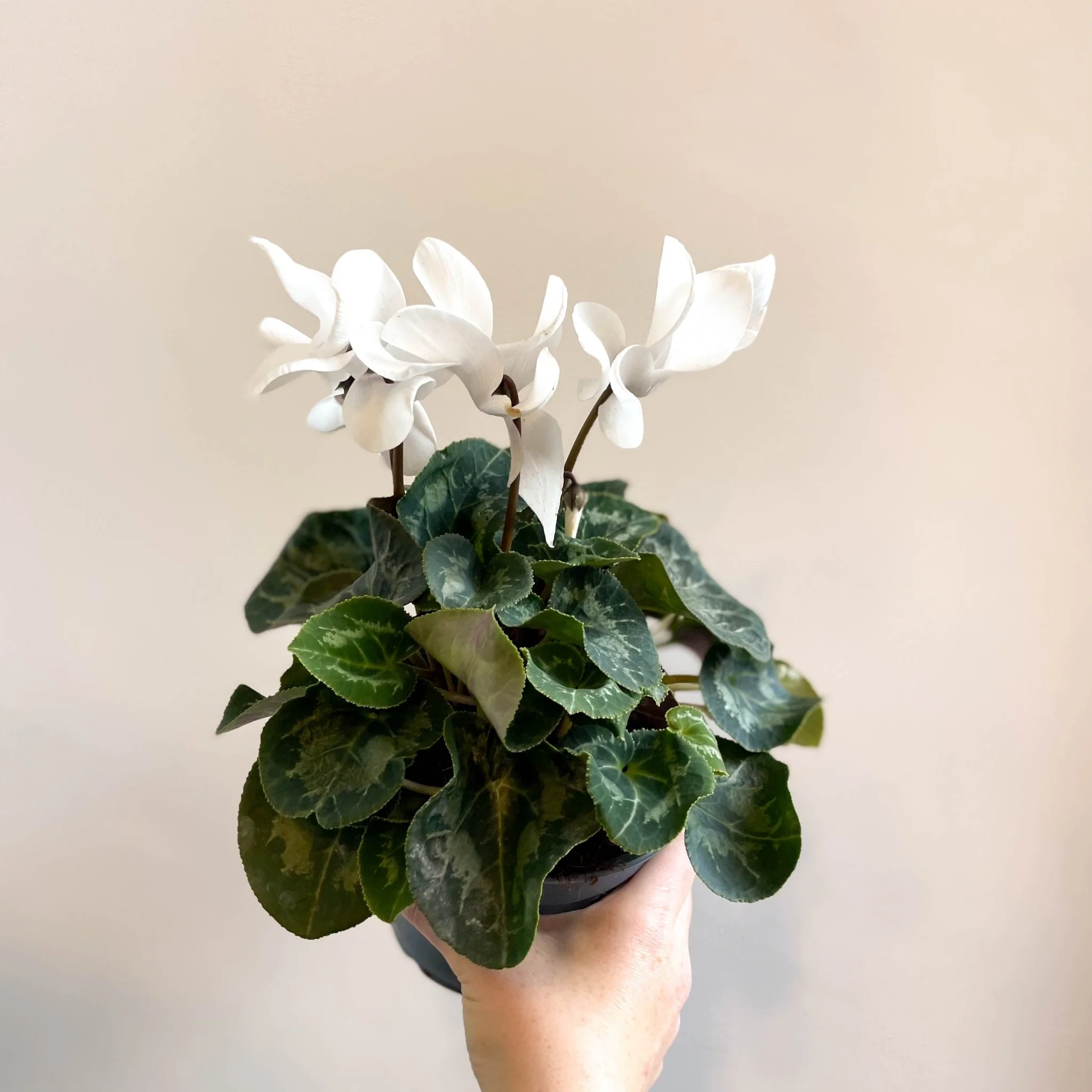 Cyclamen 'White' - British Grown - Image 7