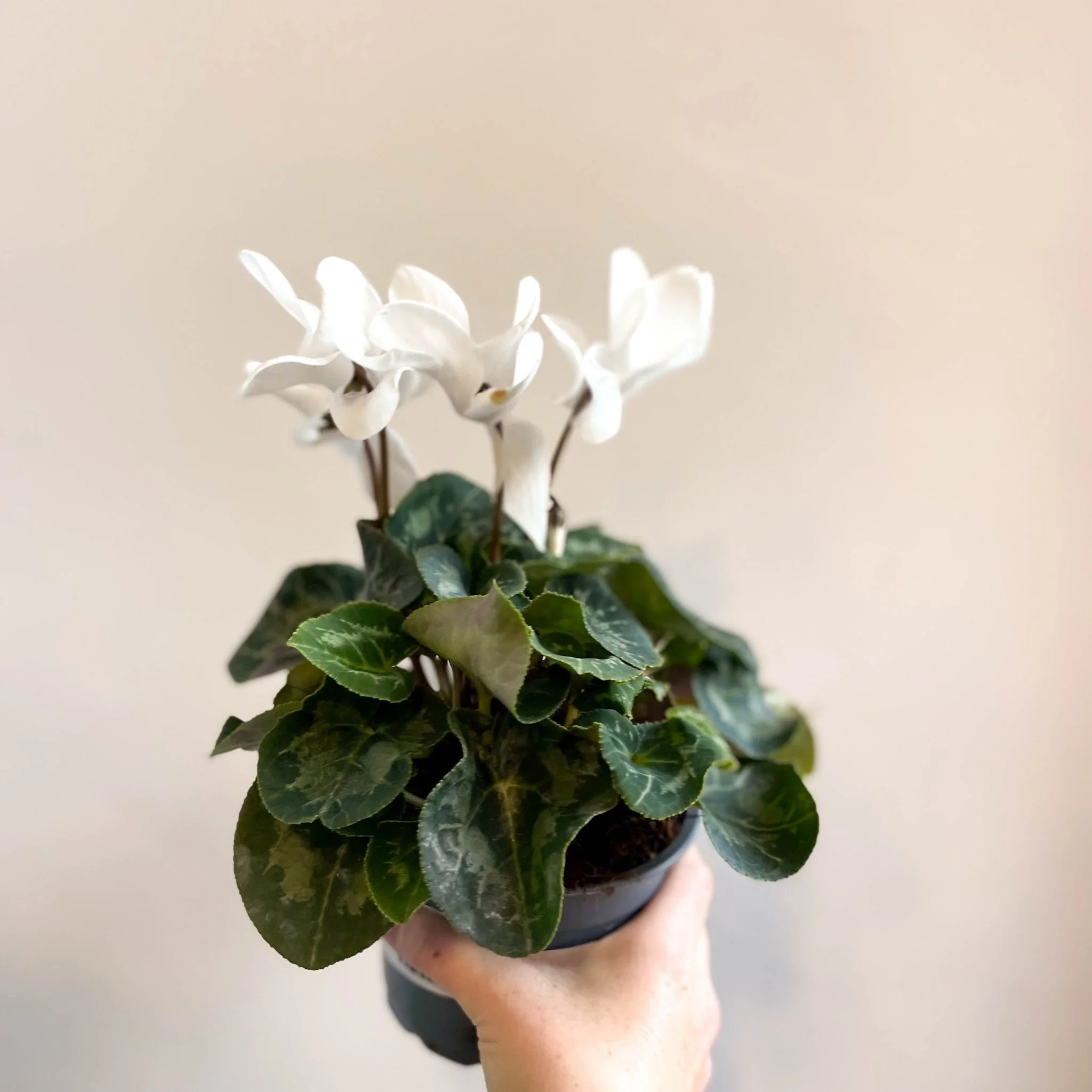 Cyclamen 'White' - British Grown - Image 8