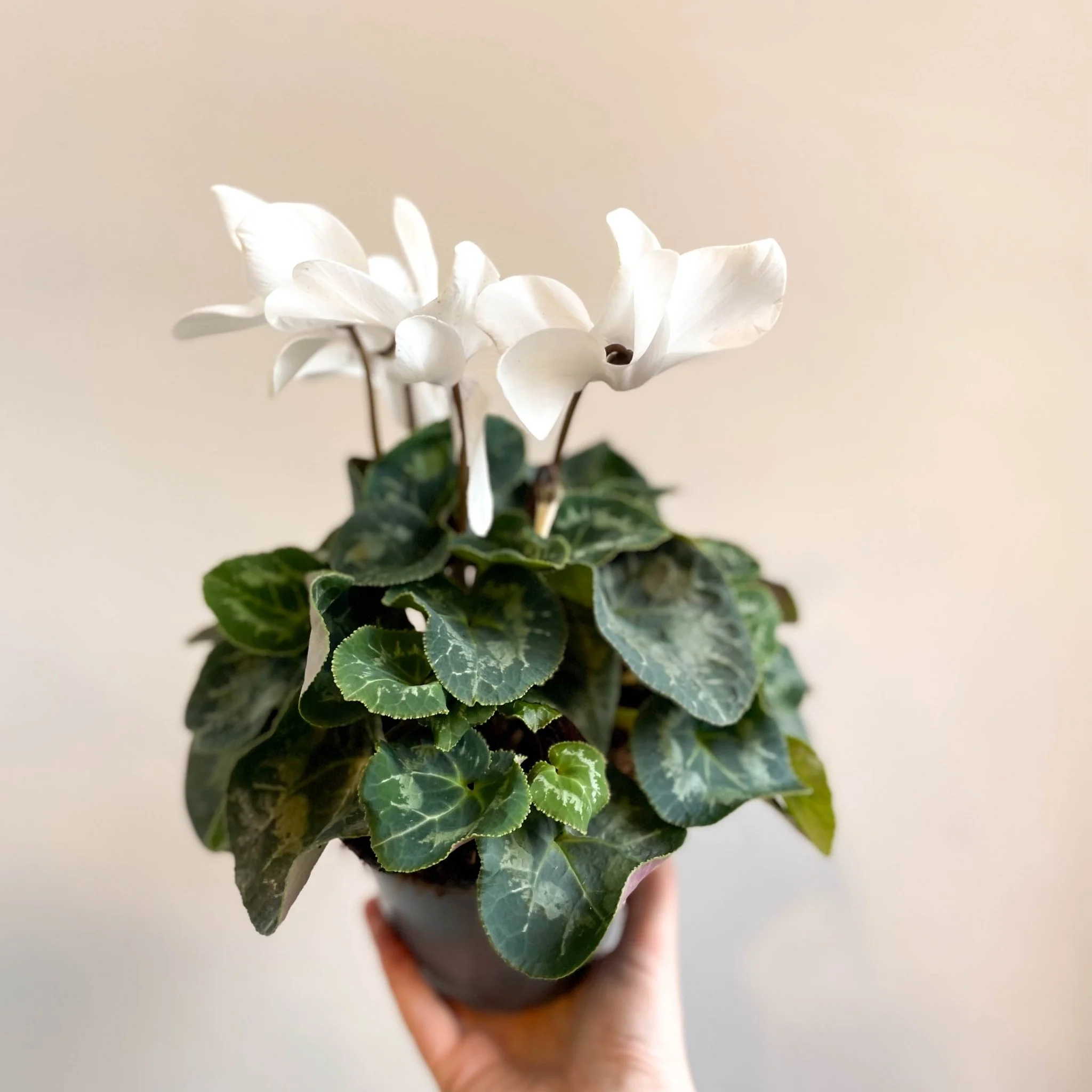 Cyclamen 'White' - British Grown - Image 9