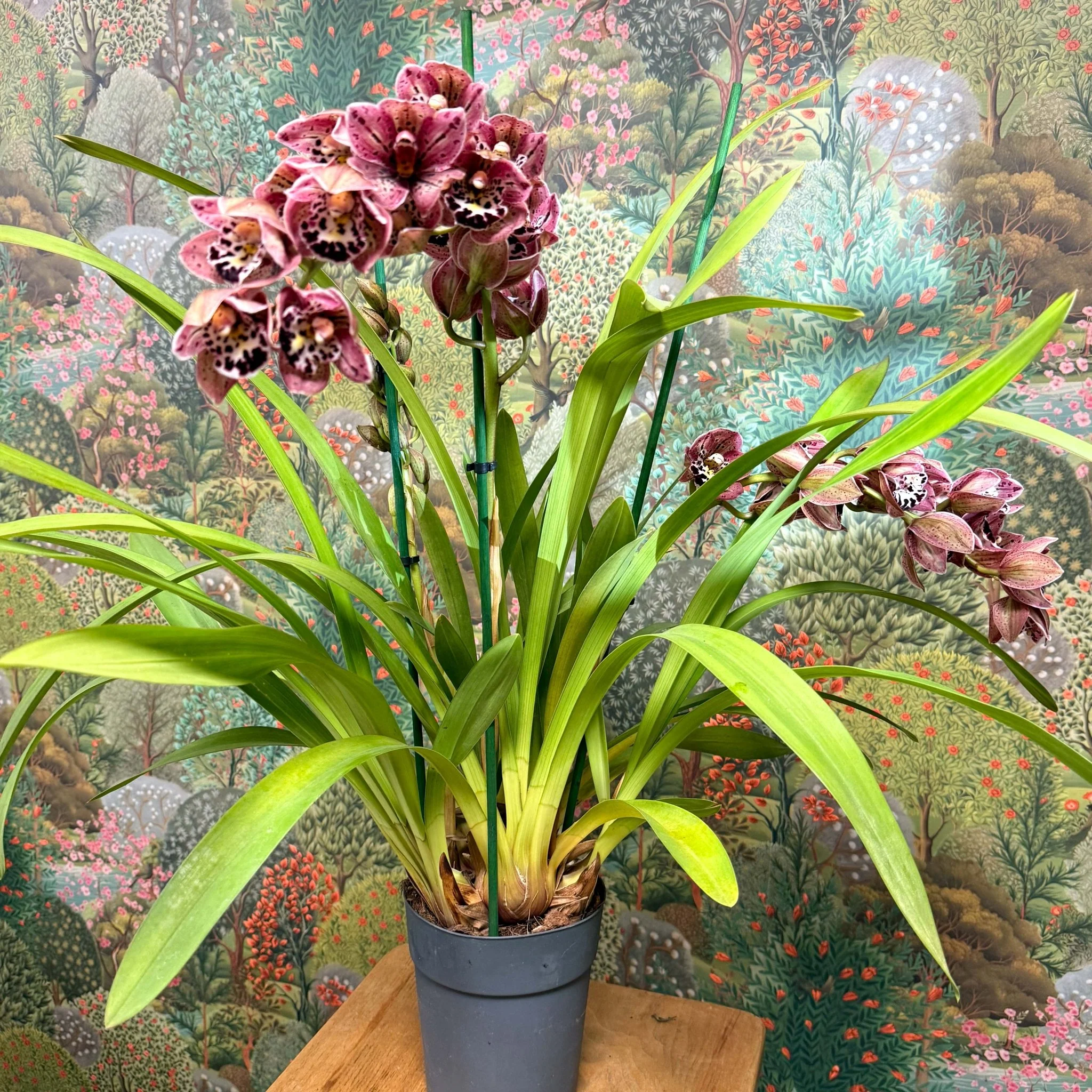 Cymbidium  – Dark Pink Spotty Boat Orchid - Image 10