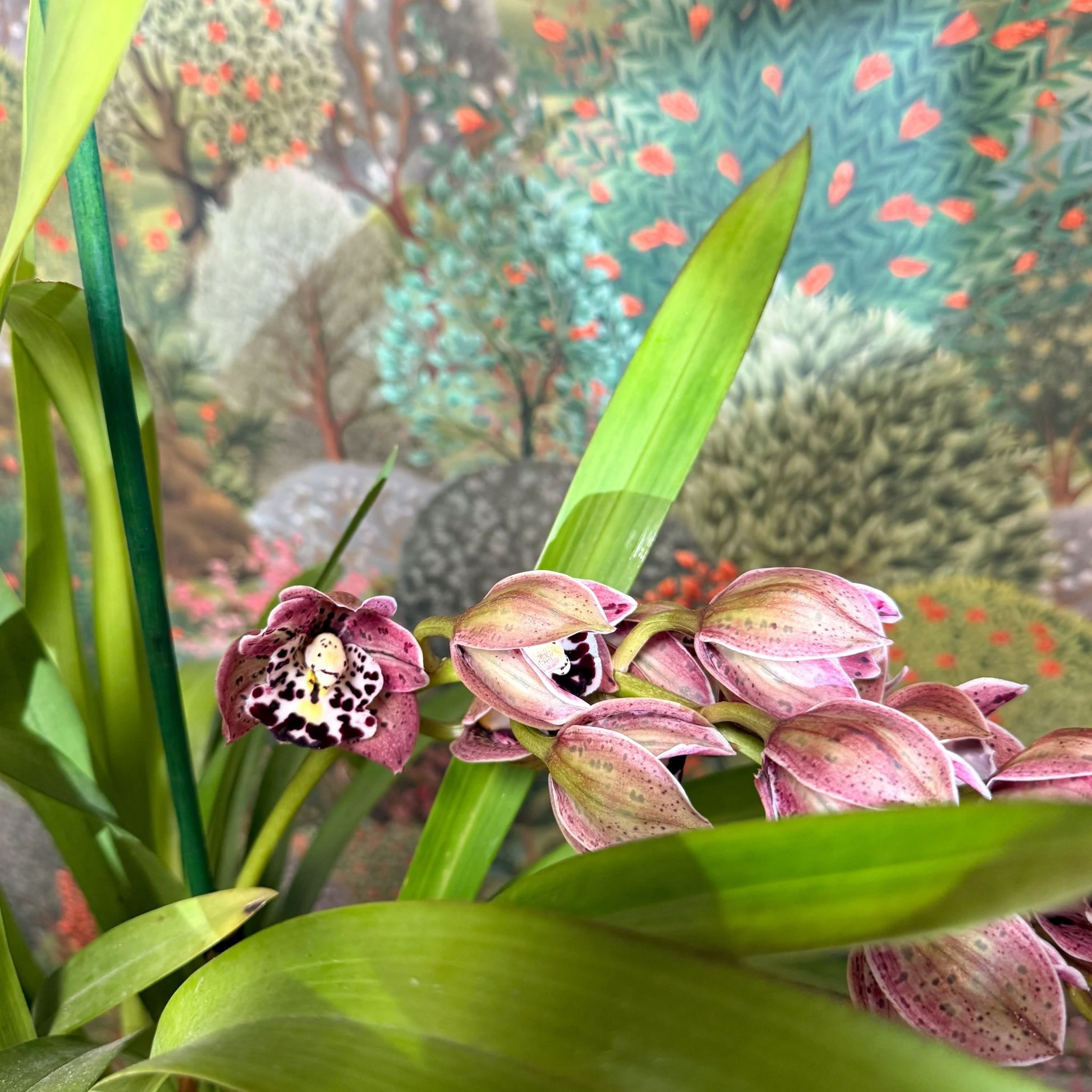 Cymbidium  – Dark Pink Spotty Boat Orchid - Image 11