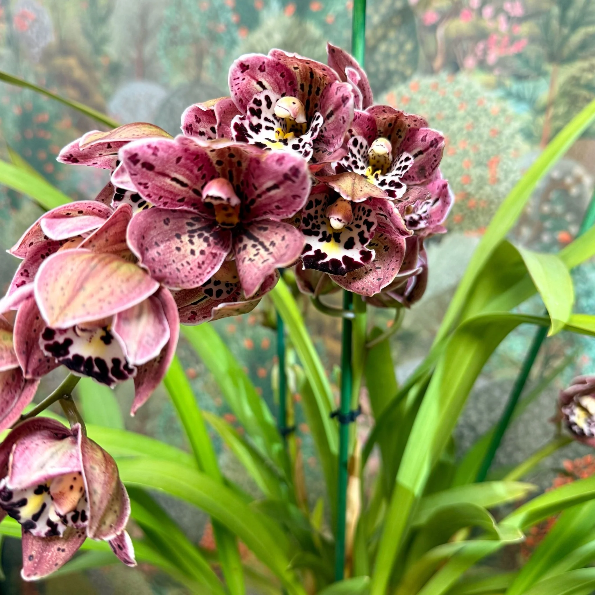 Cymbidium  – Dark Pink Spotty Boat Orchid - Image 12