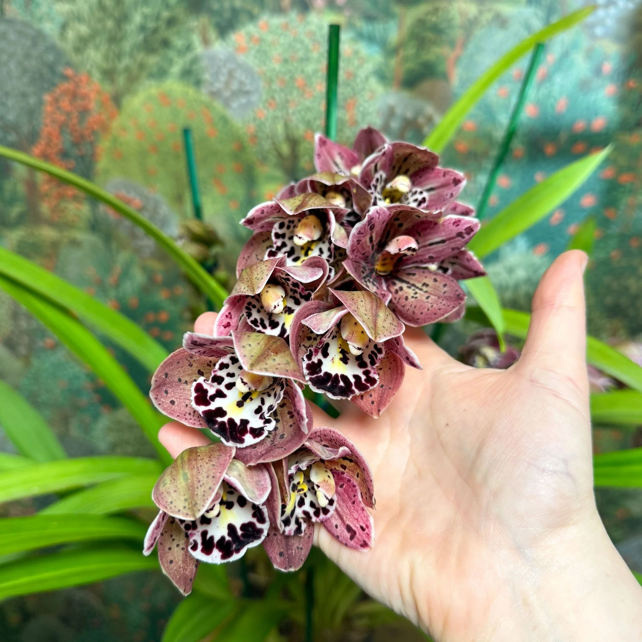Cymbidium  – Dark Pink Spotty Boat Orchid - Image 2