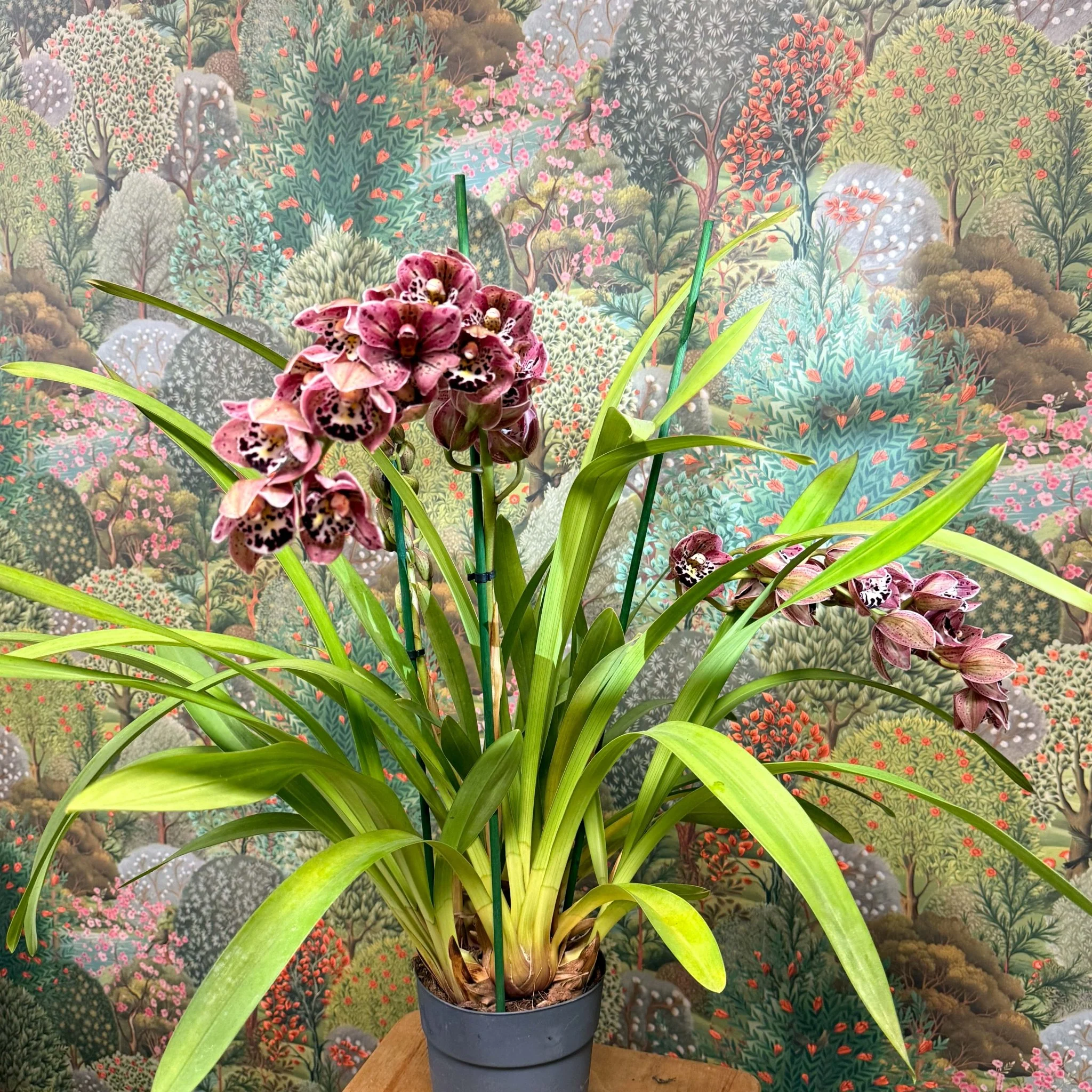 Cymbidium  – Dark Pink Spotty Boat Orchid - Image 3