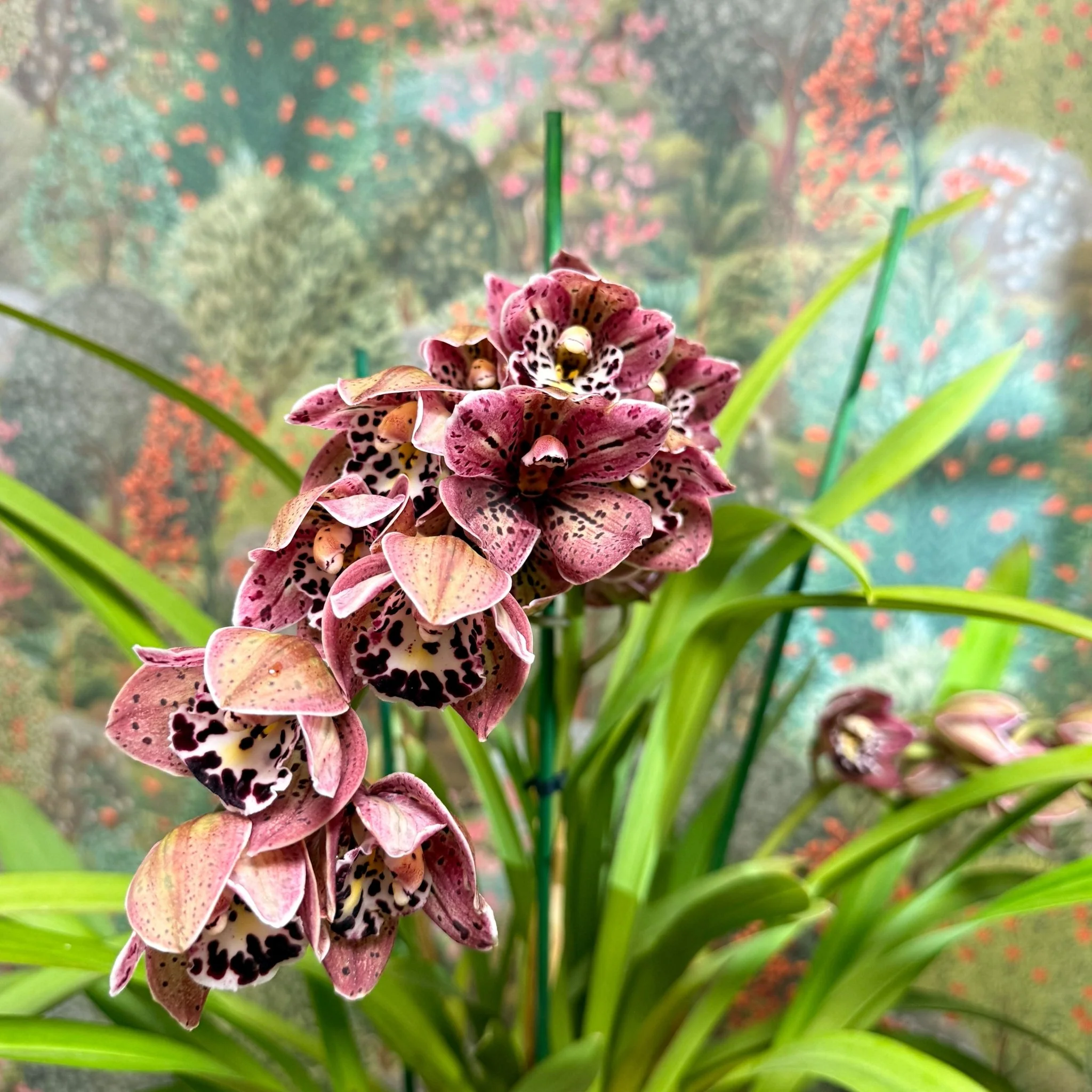 Cymbidium  – Dark Pink Spotty Boat Orchid - Image 4