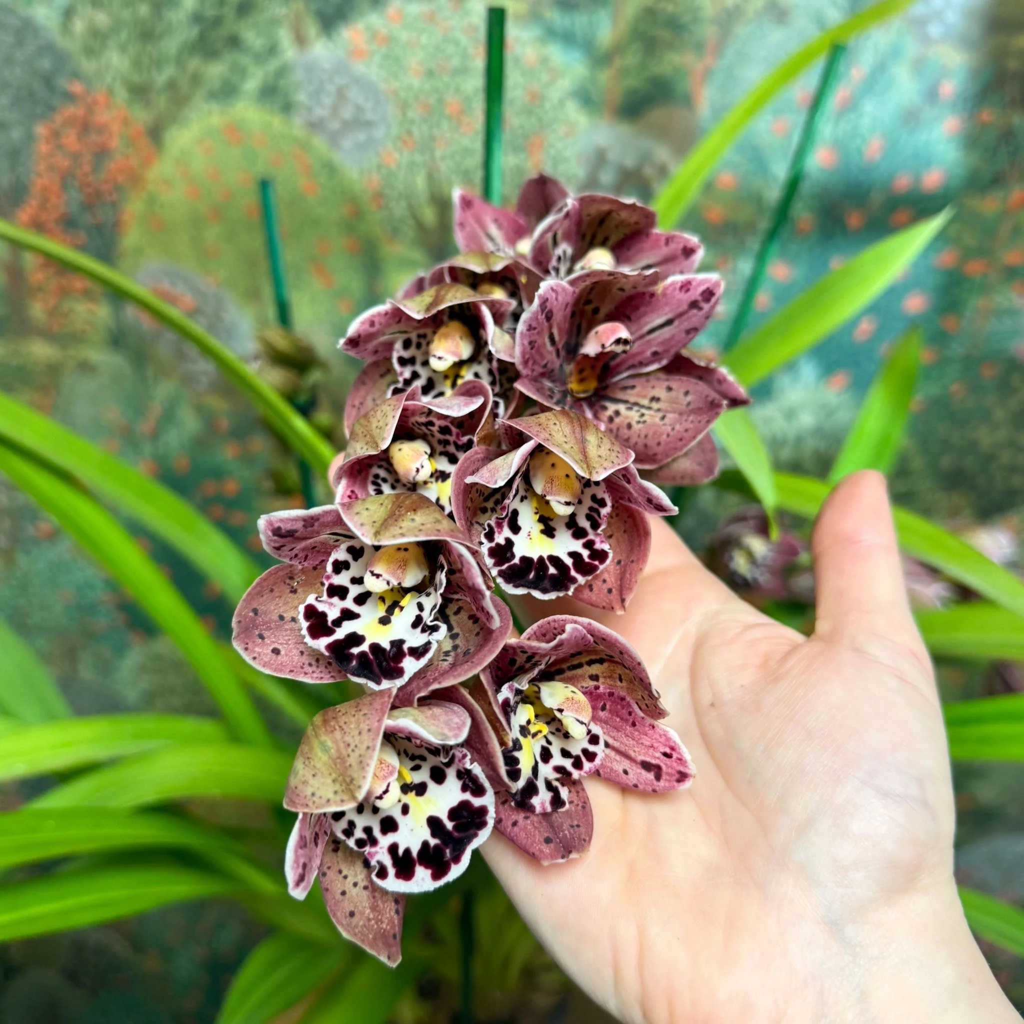Cymbidium  – Dark Pink Spotty Boat Orchid - Image 5