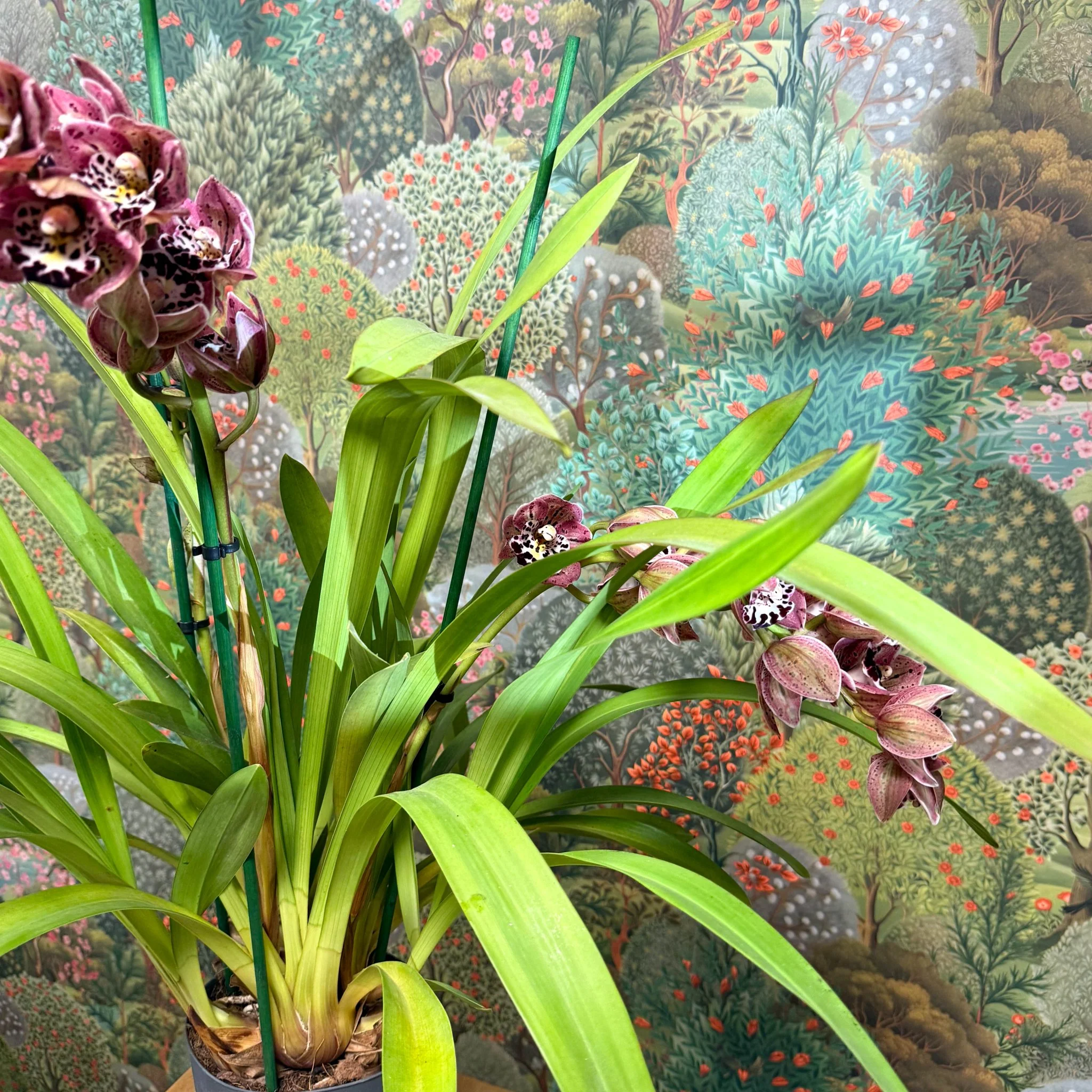 Cymbidium  – Dark Pink Spotty Boat Orchid - Image 6