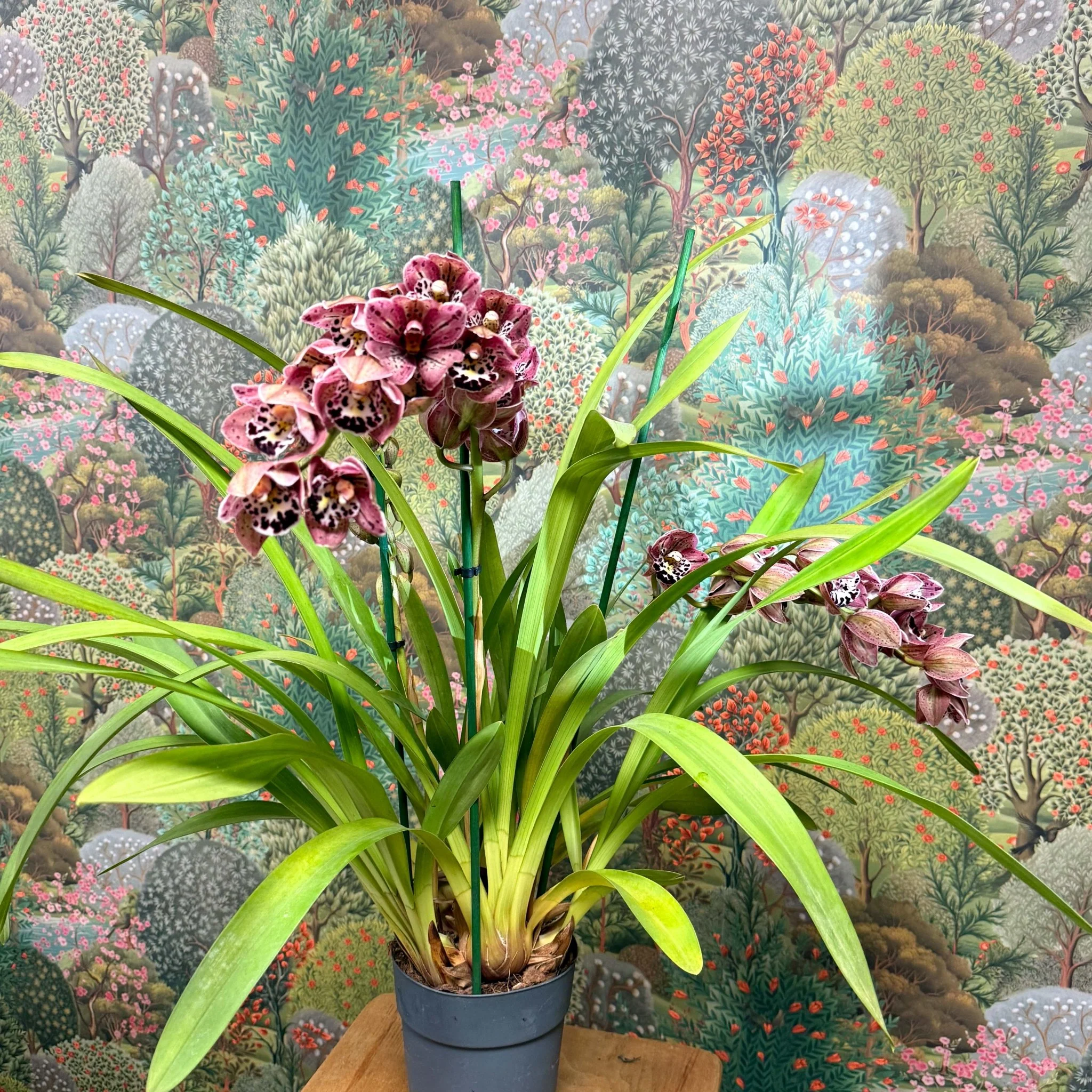 Cymbidium  – Dark Pink Spotty Boat Orchid - Image 7