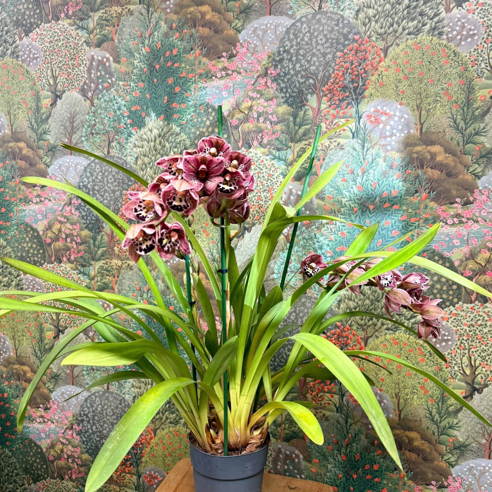 Cymbidium  – Dark Pink Spotty Boat Orchid - Image 8