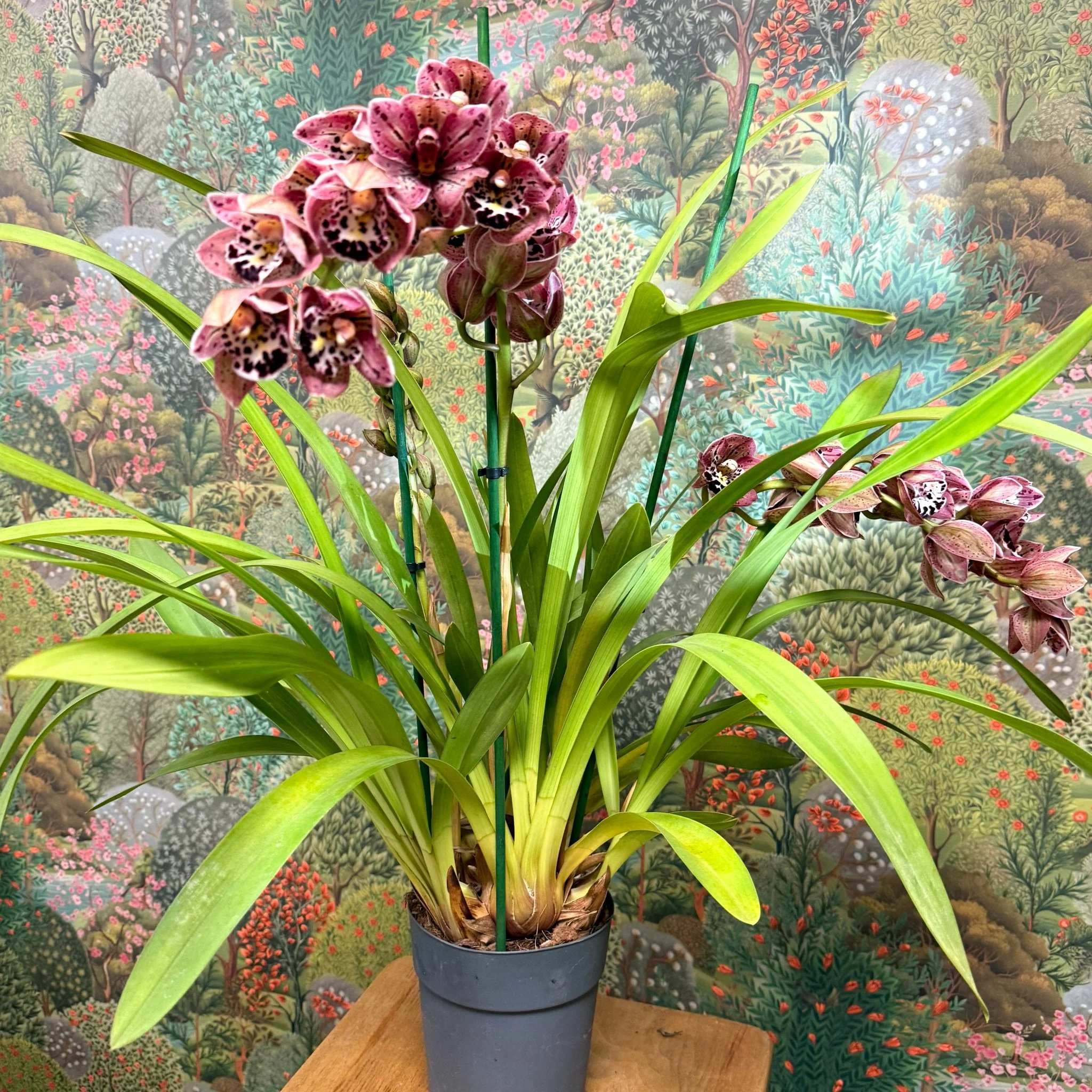 Cymbidium  – Dark Pink Spotty Boat Orchid - Image 9