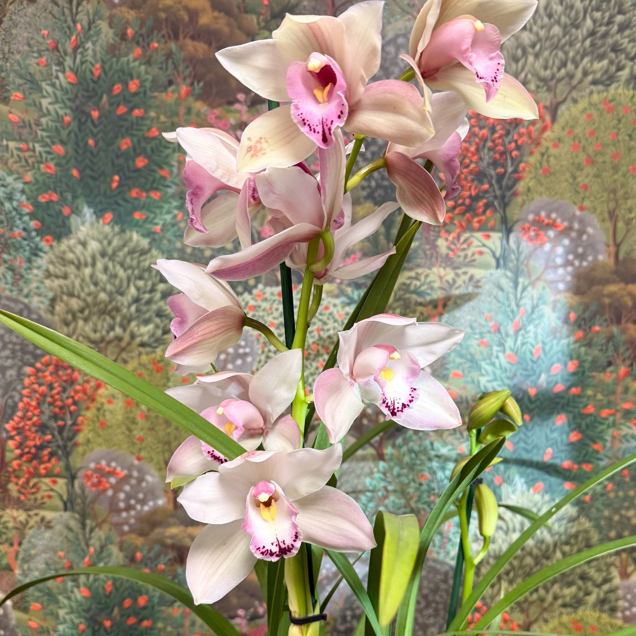 Cymbidium  – Pale Pink Boat Orchid