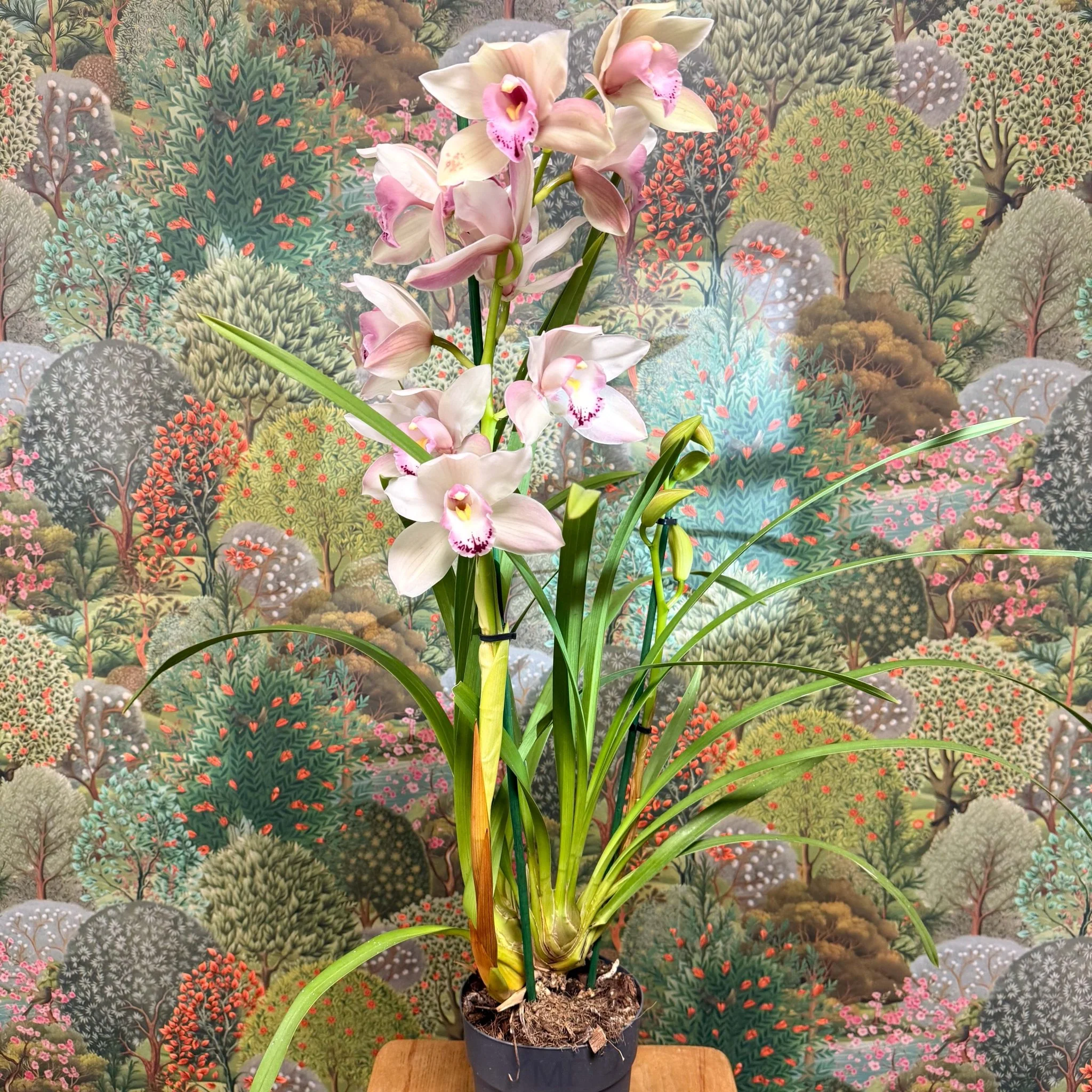 Cymbidium  – Pale Pink Boat Orchid - Image 10