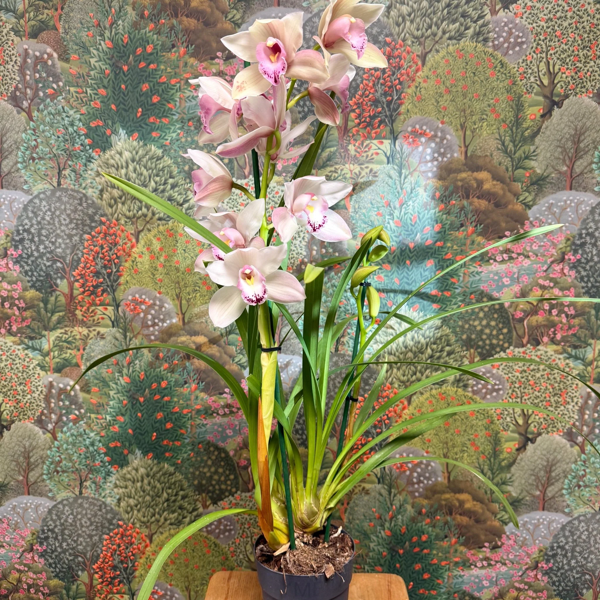 Cymbidium  – Pale Pink Boat Orchid - Image 11