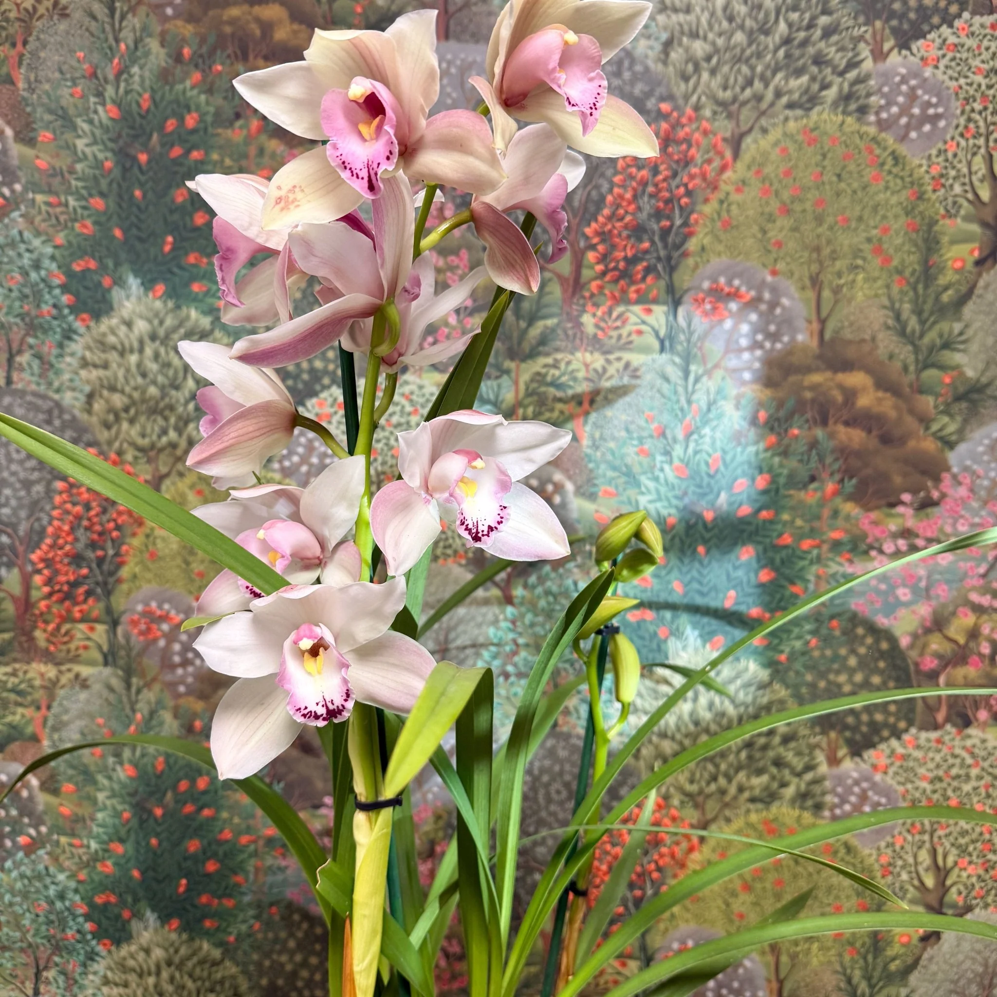 Cymbidium  – Pale Pink Boat Orchid - Image 12