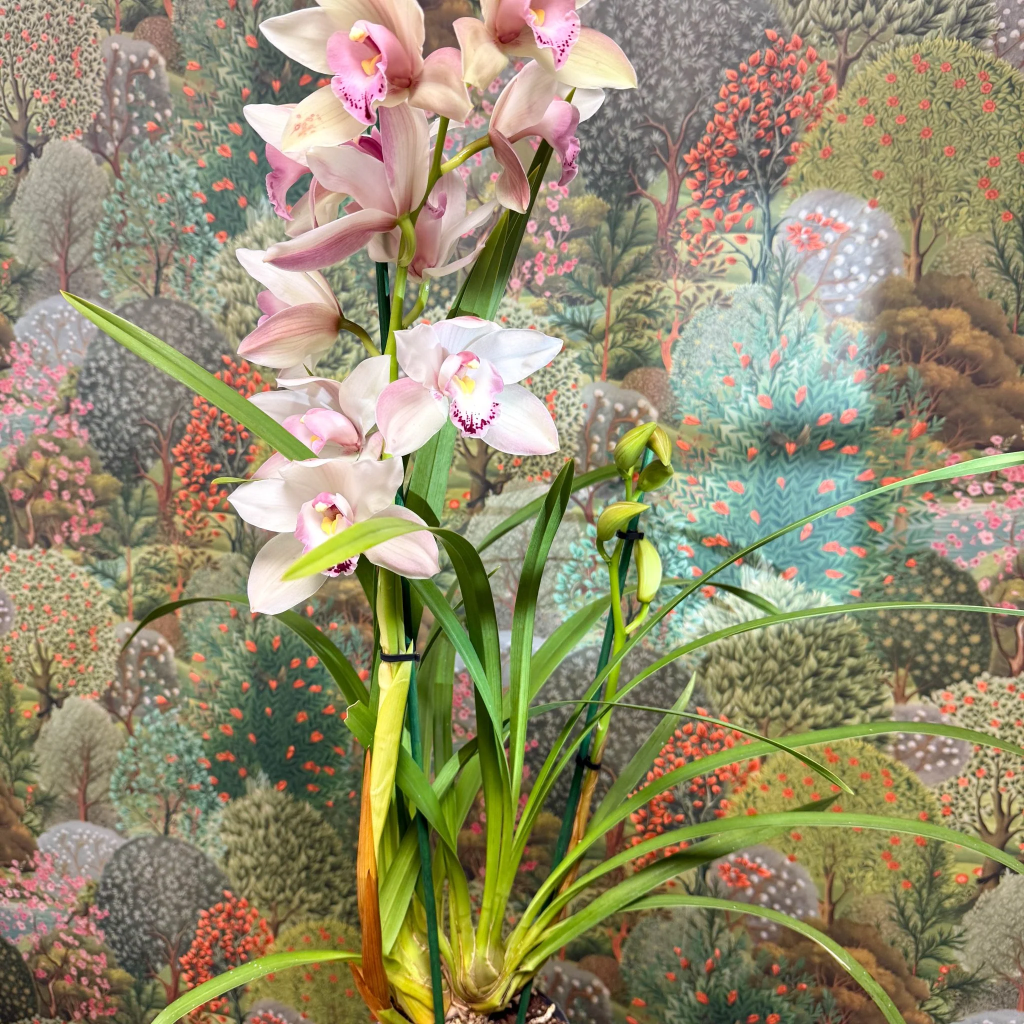 Cymbidium  – Pale Pink Boat Orchid - Image 13