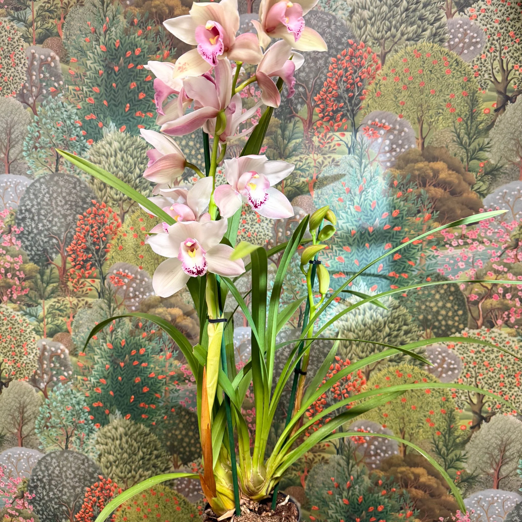 Cymbidium  – Pale Pink Boat Orchid - Image 2