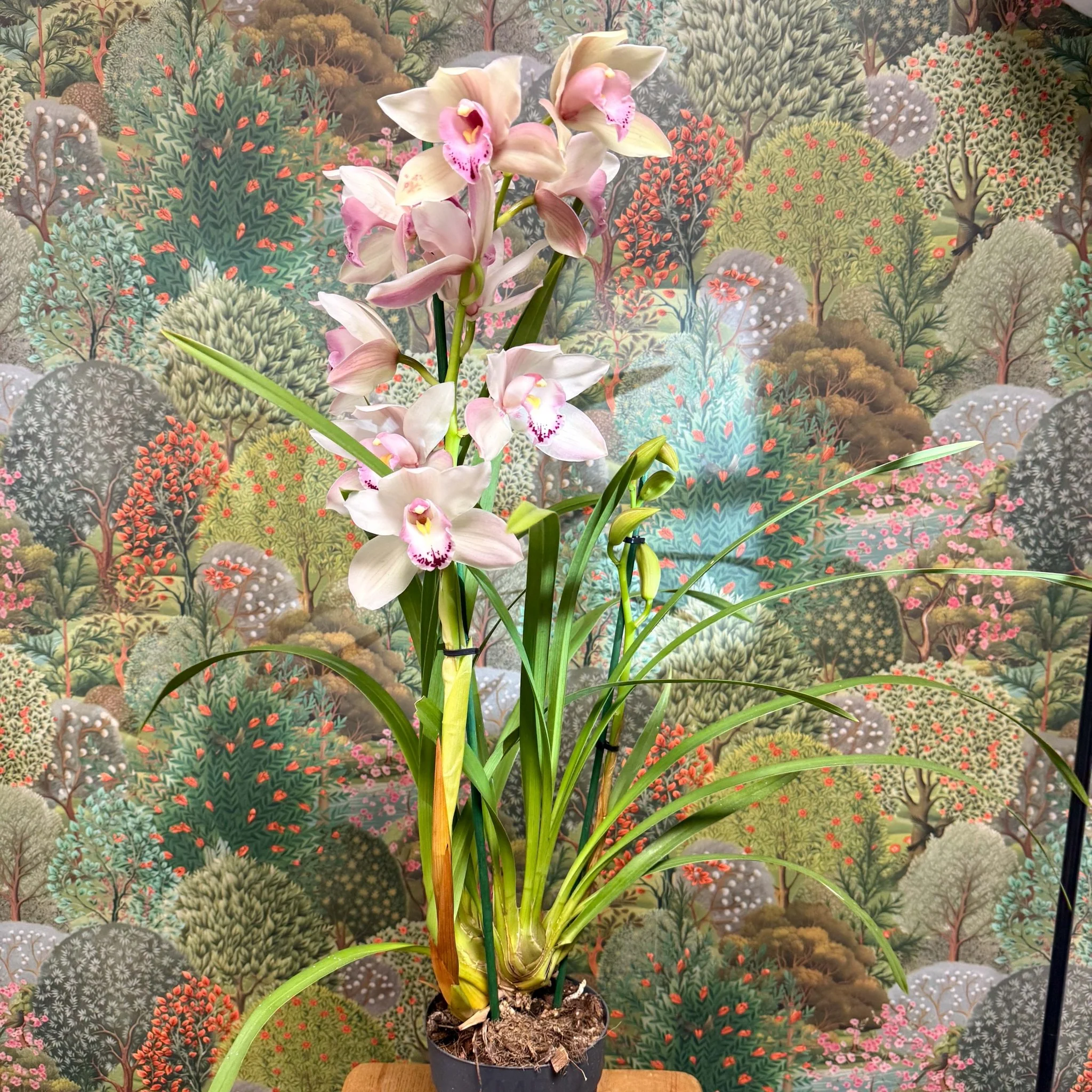 Cymbidium  – Pale Pink Boat Orchid - Image 3