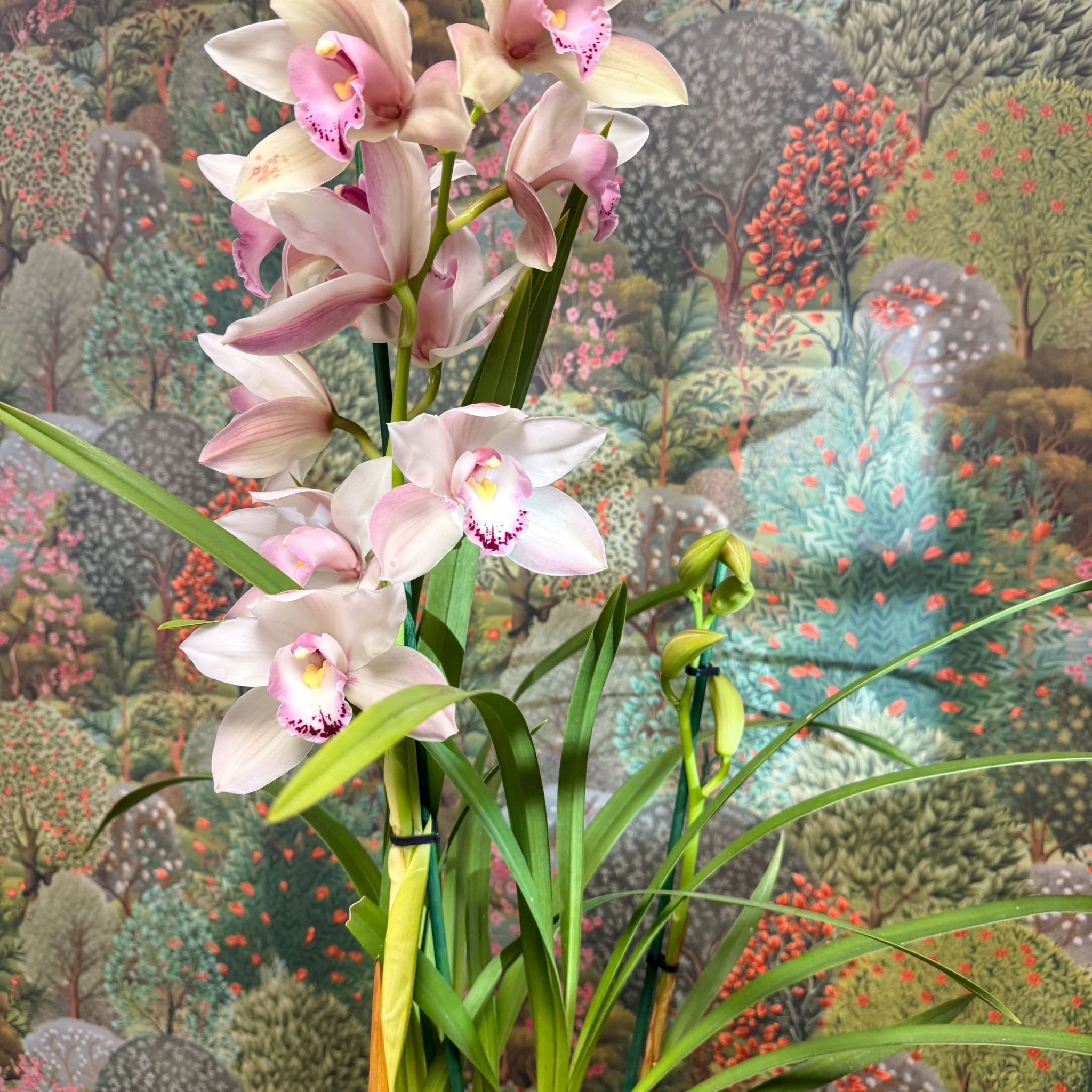 Cymbidium  – Pale Pink Boat Orchid - Image 4