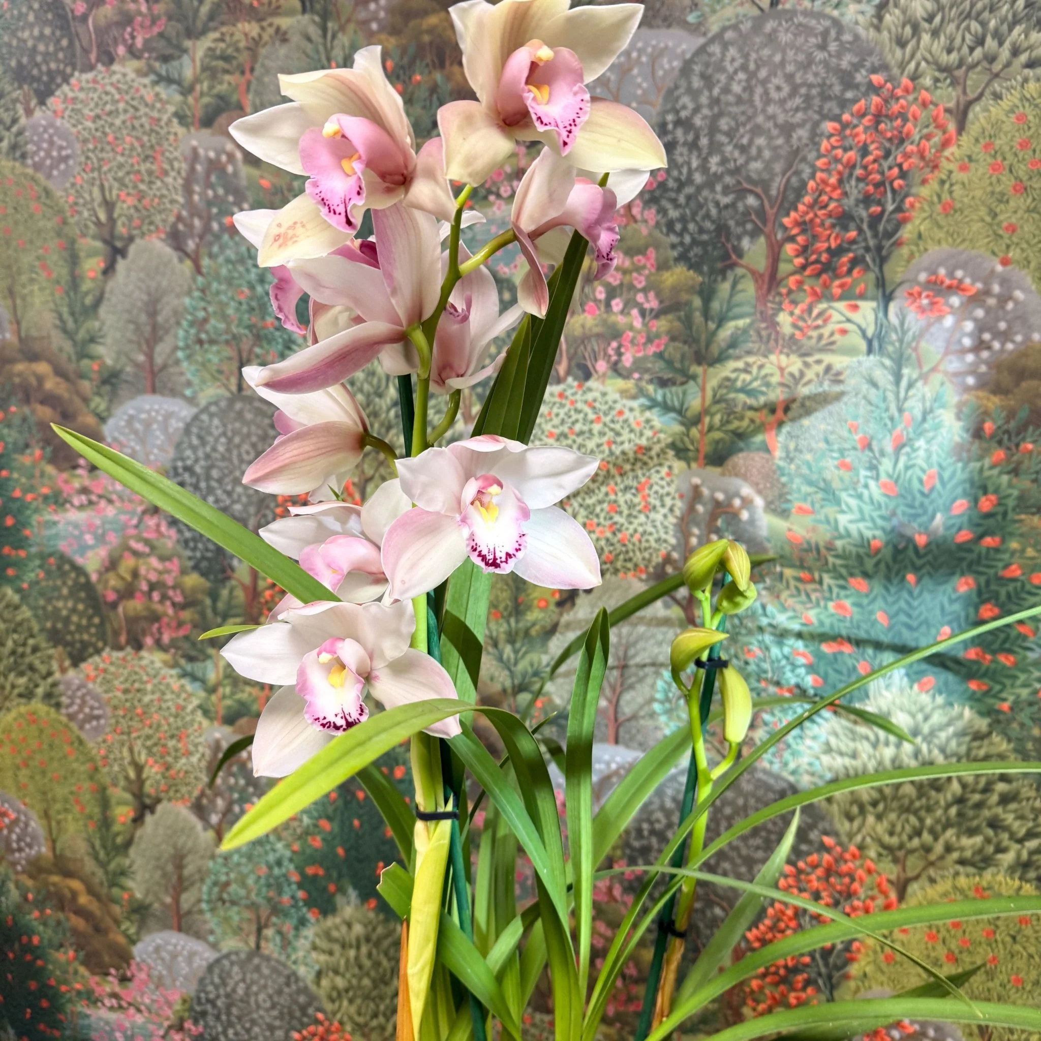 Cymbidium  – Pale Pink Boat Orchid - Image 5