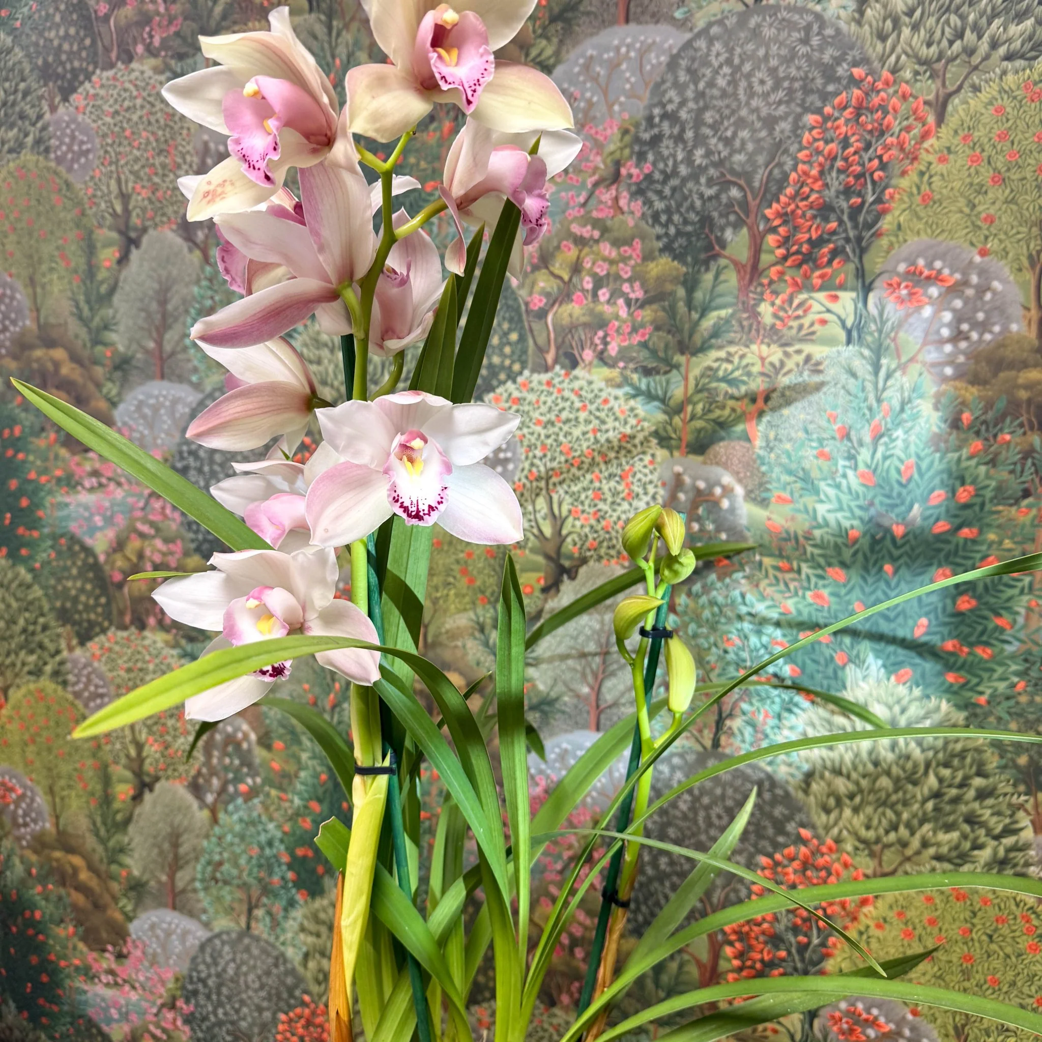Cymbidium  – Pale Pink Boat Orchid - Image 6