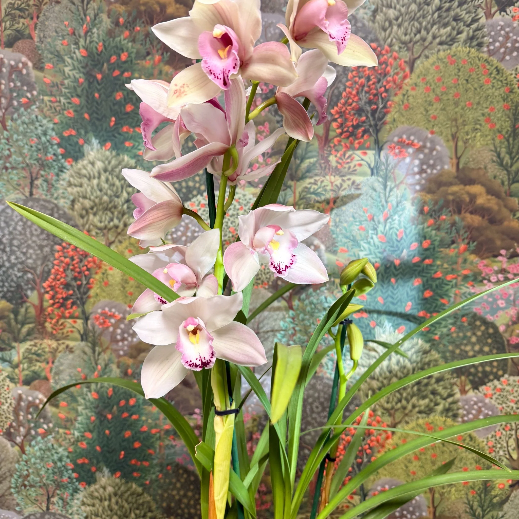 Cymbidium  – Pale Pink Boat Orchid - Image 7