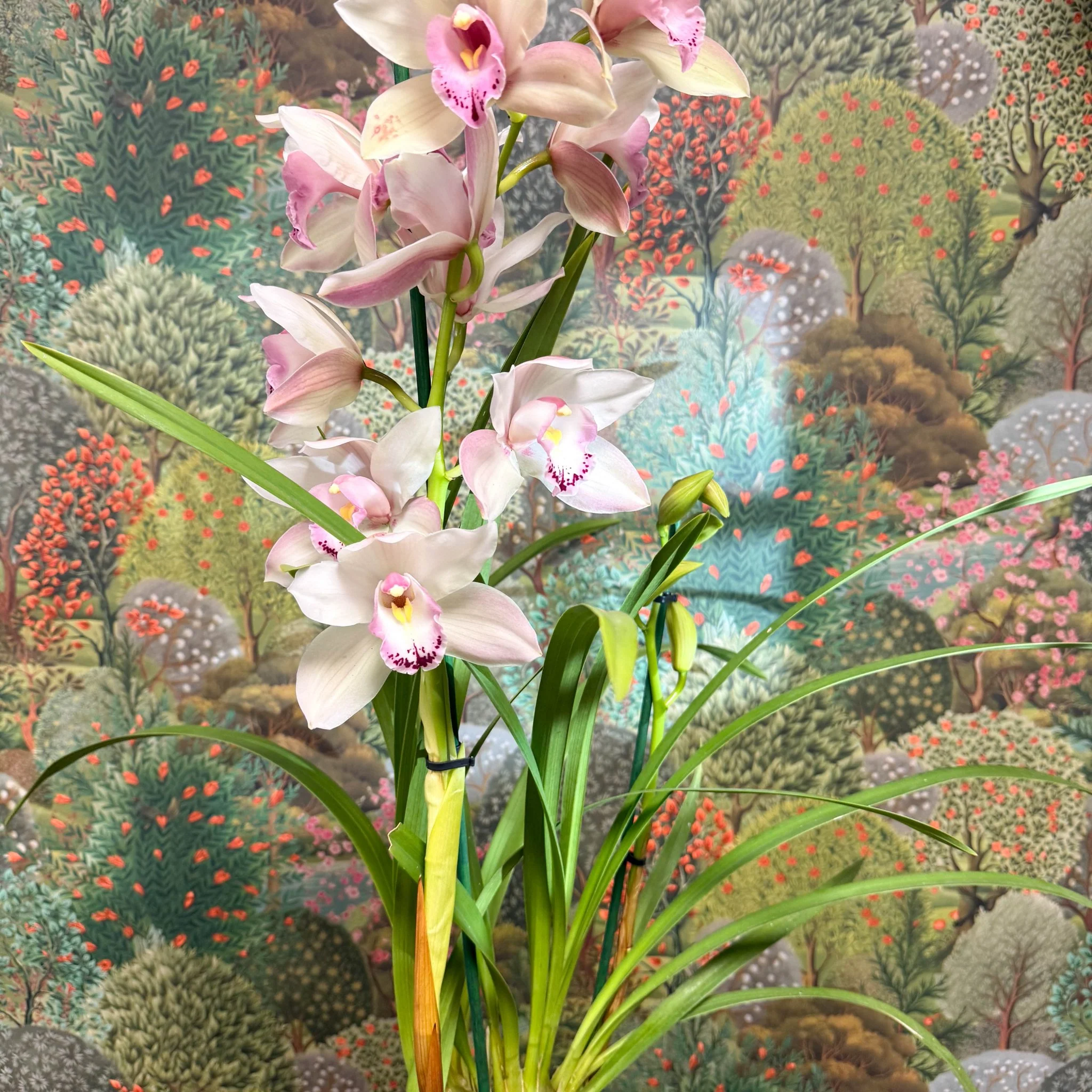 Cymbidium  – Pale Pink Boat Orchid - Image 8