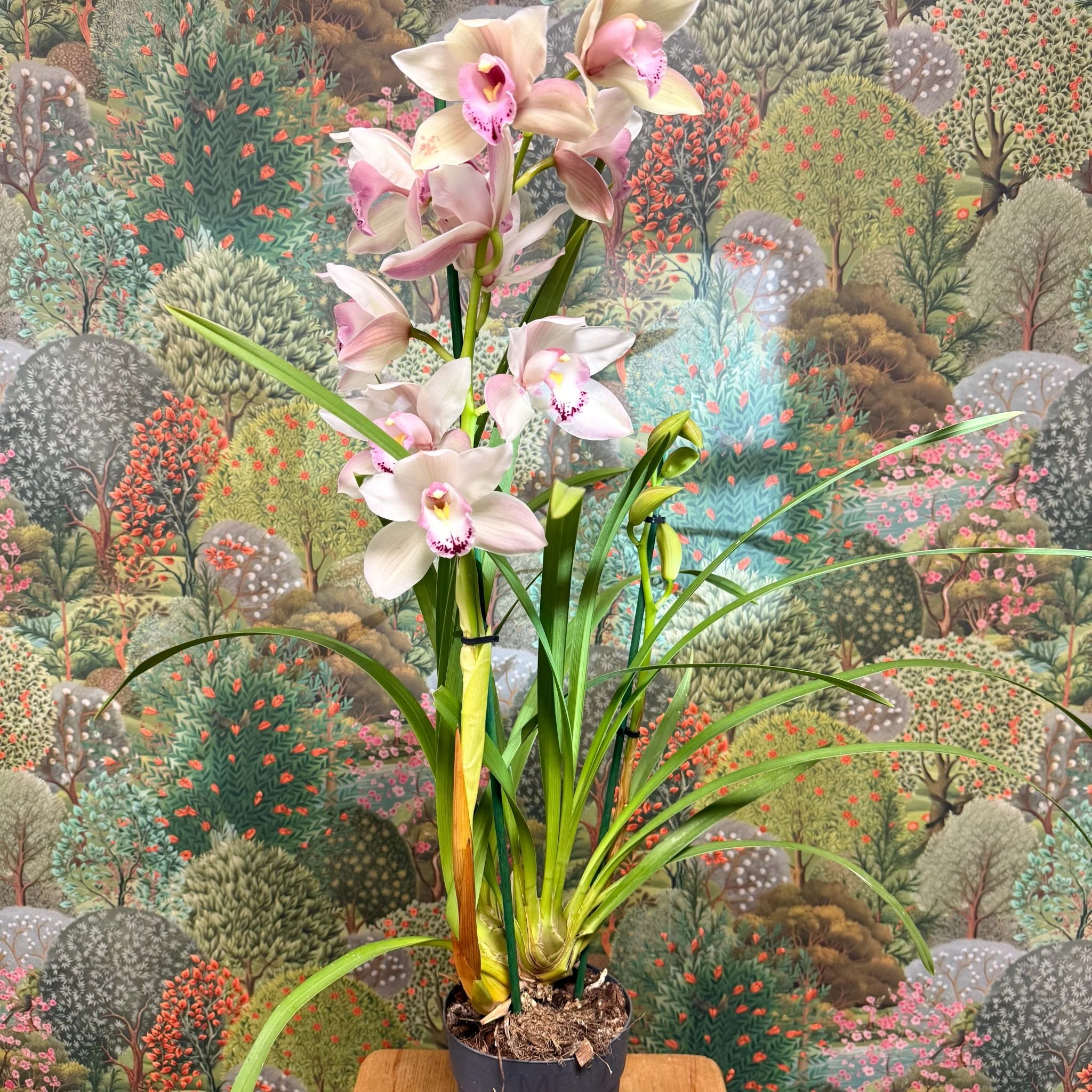 Cymbidium  – Pale Pink Boat Orchid - Image 9