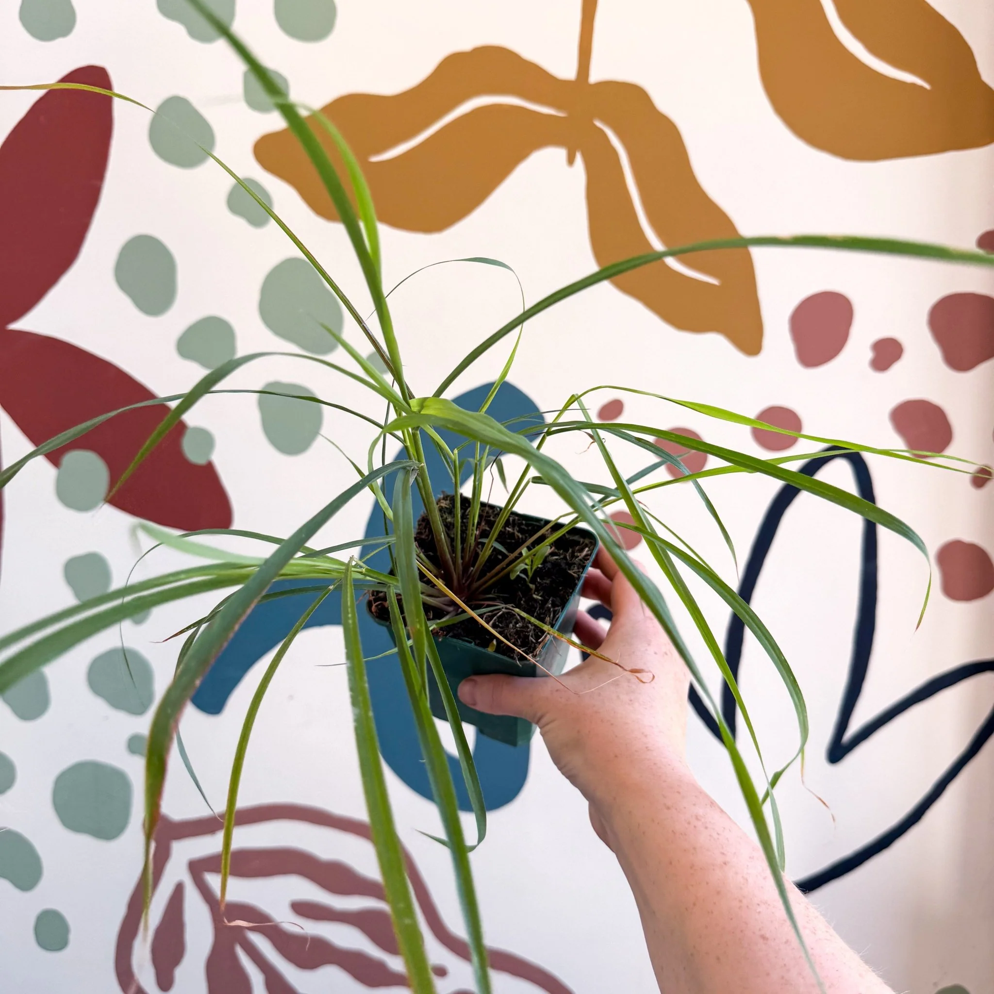 Cymbopogon citratus - Lemon Grass - Cotswolds Grown Culinary Herbs