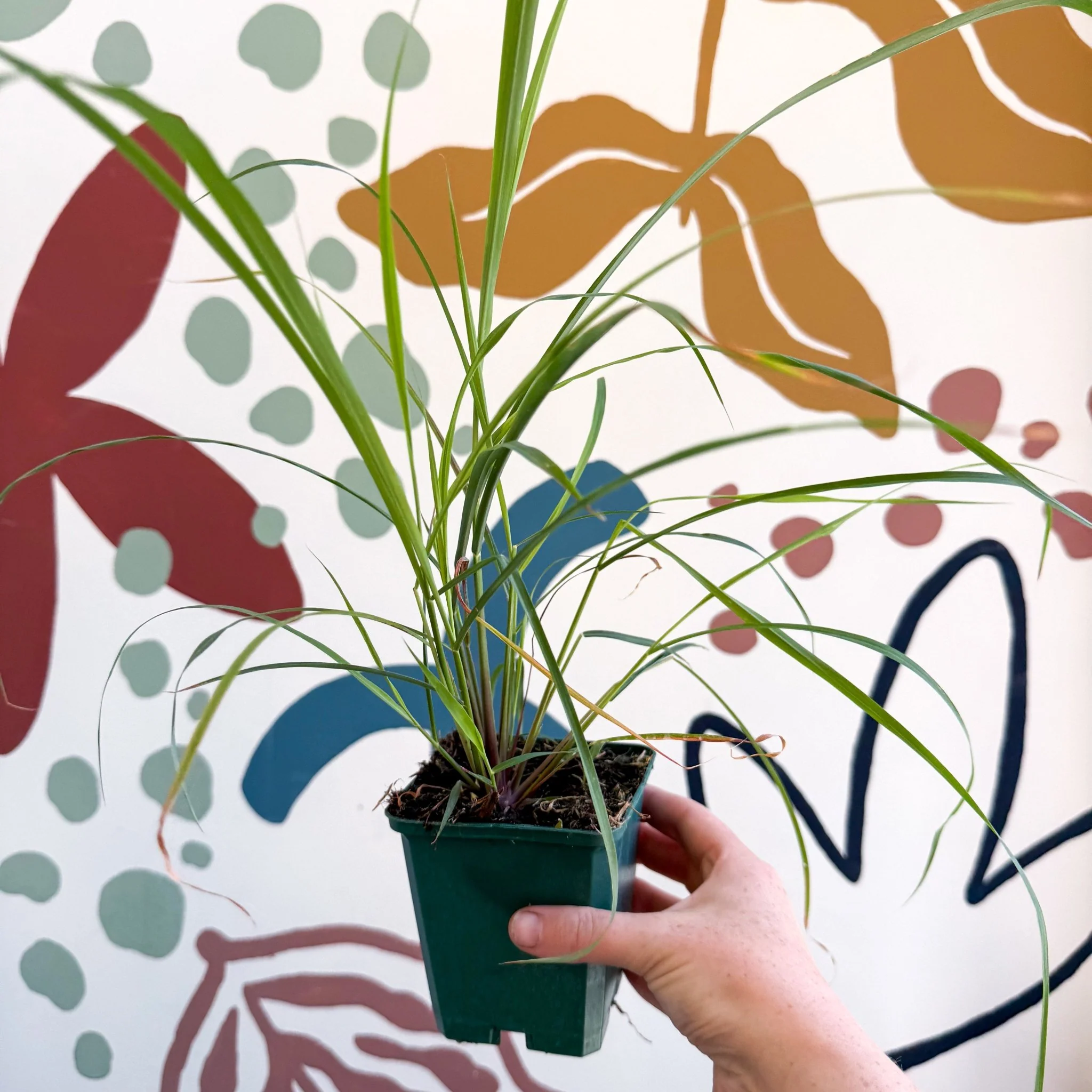 Cymbopogon citratus - Lemon Grass - Cotswolds Grown Culinary Herbs - Image 2