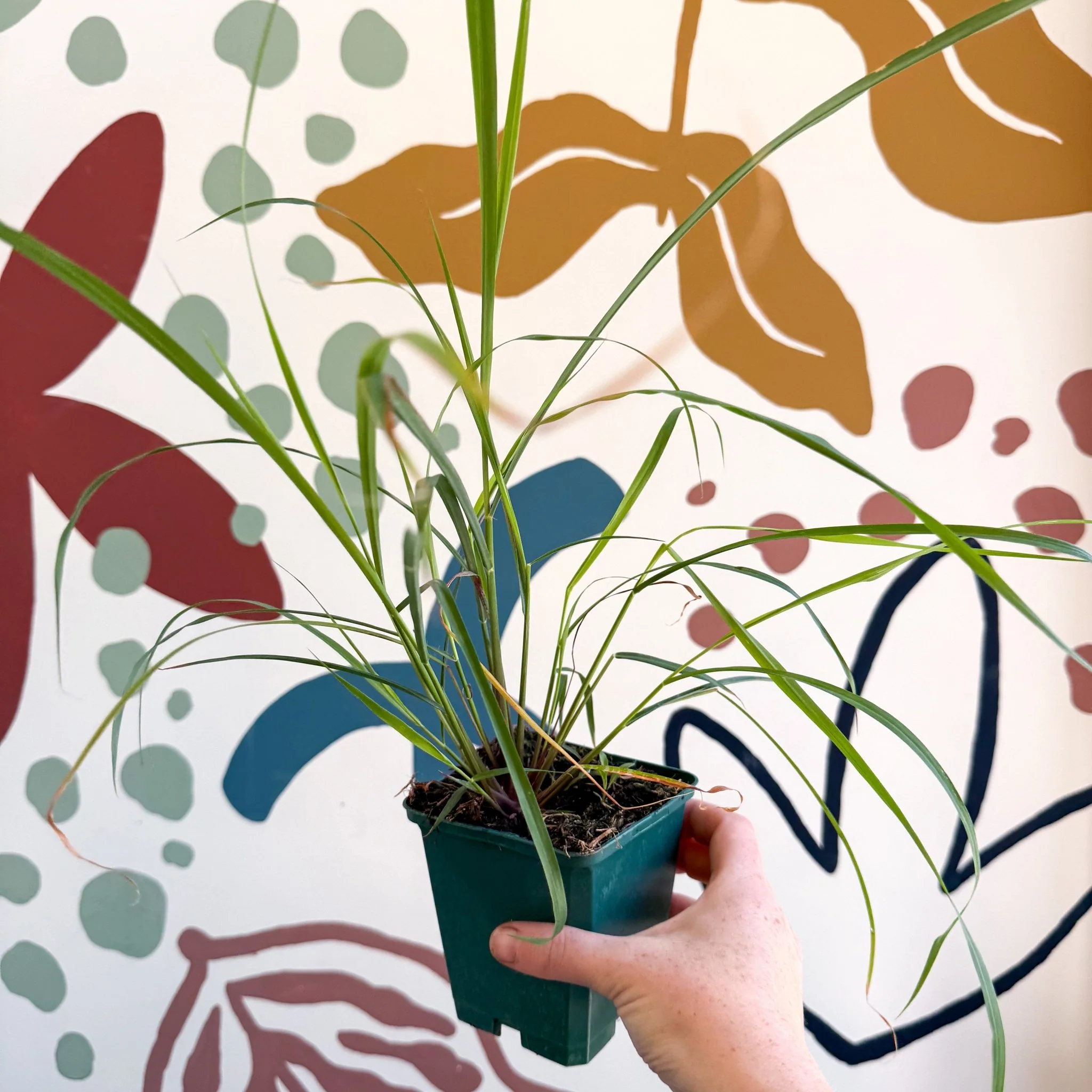 Cymbopogon citratus - Lemon Grass - Cotswolds Grown Culinary Herbs - Image 3