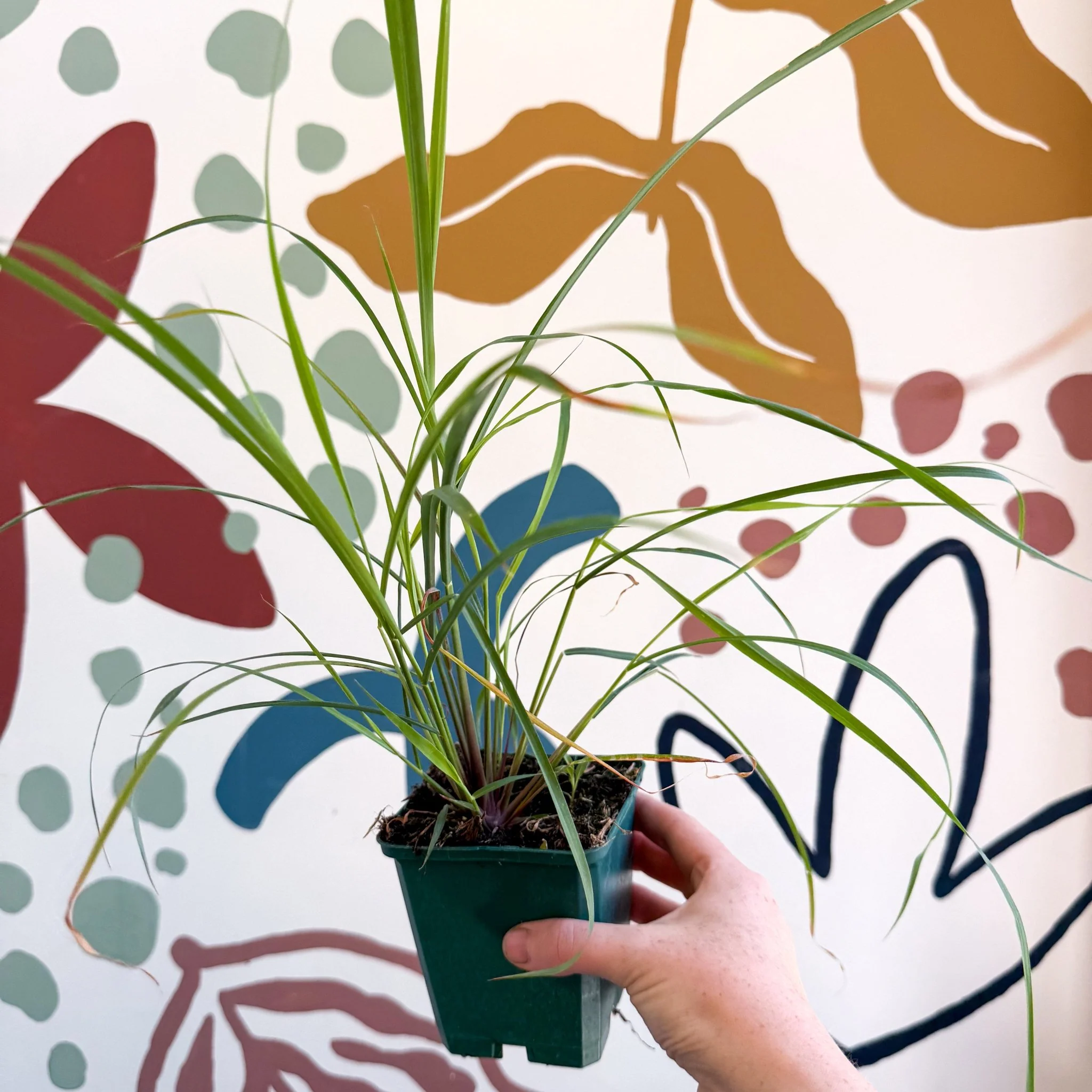 Cymbopogon citratus - Lemon Grass - Cotswolds Grown Culinary Herbs - Image 4