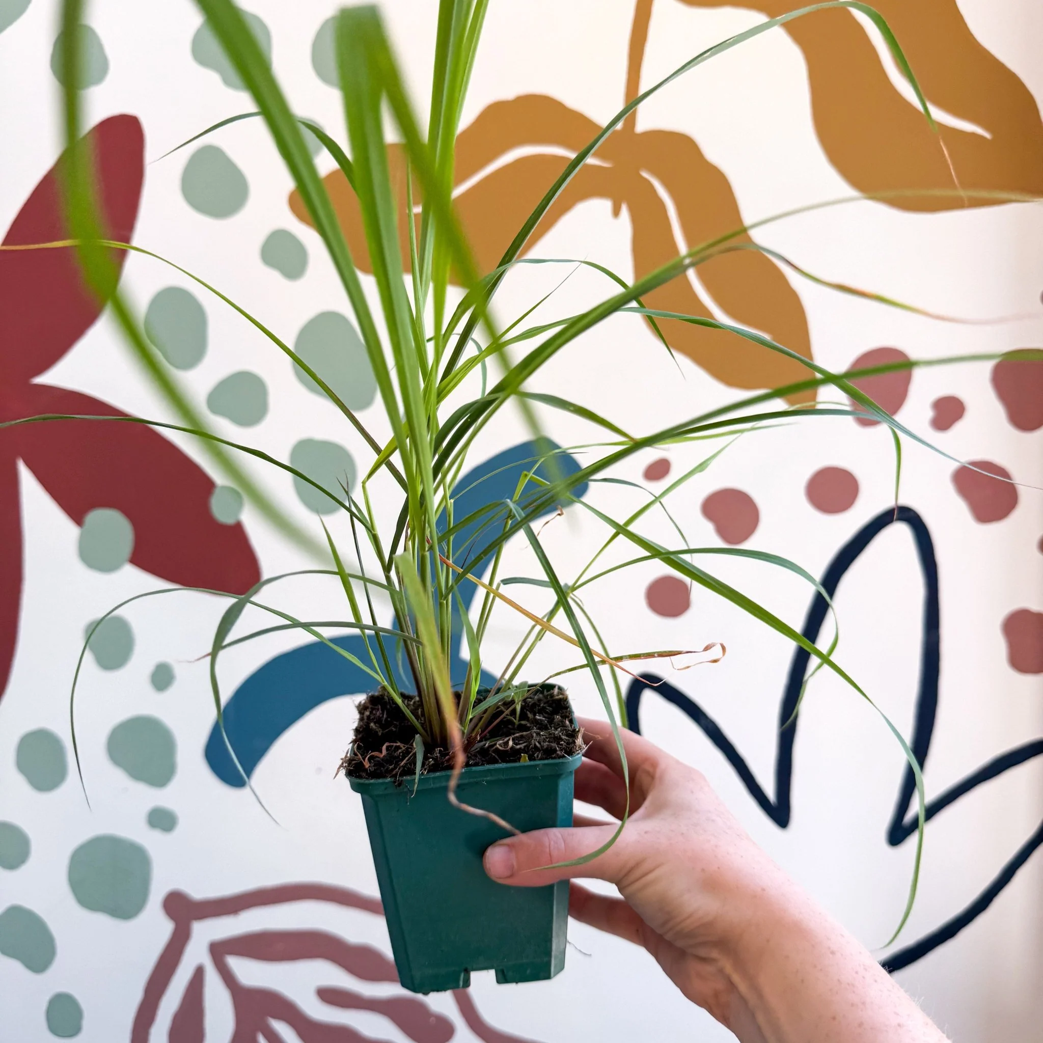 Cymbopogon citratus - Lemon Grass - Cotswolds Grown Culinary Herbs - Image 5