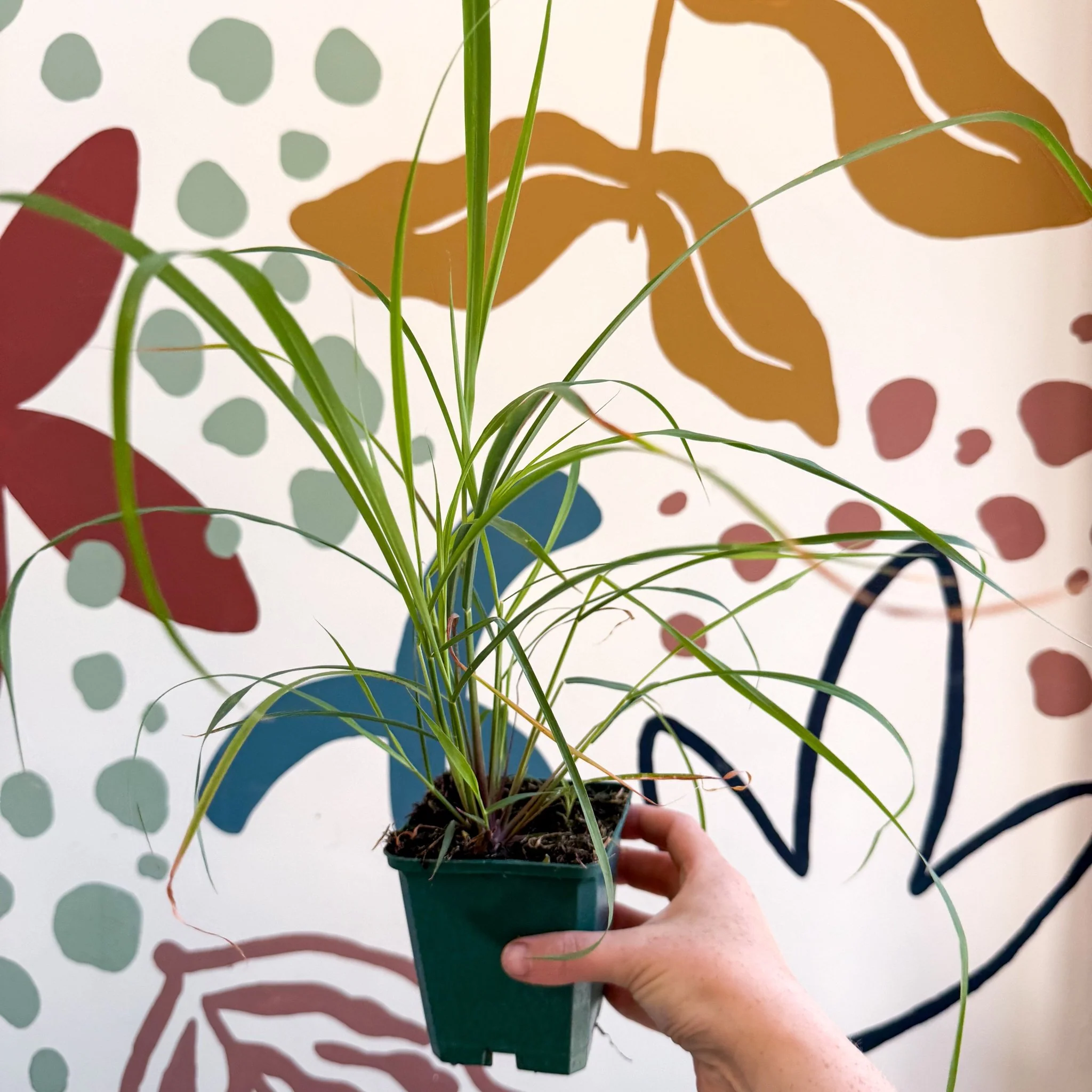 Cymbopogon citratus - Lemon Grass - Cotswolds Grown Culinary Herbs - Image 6