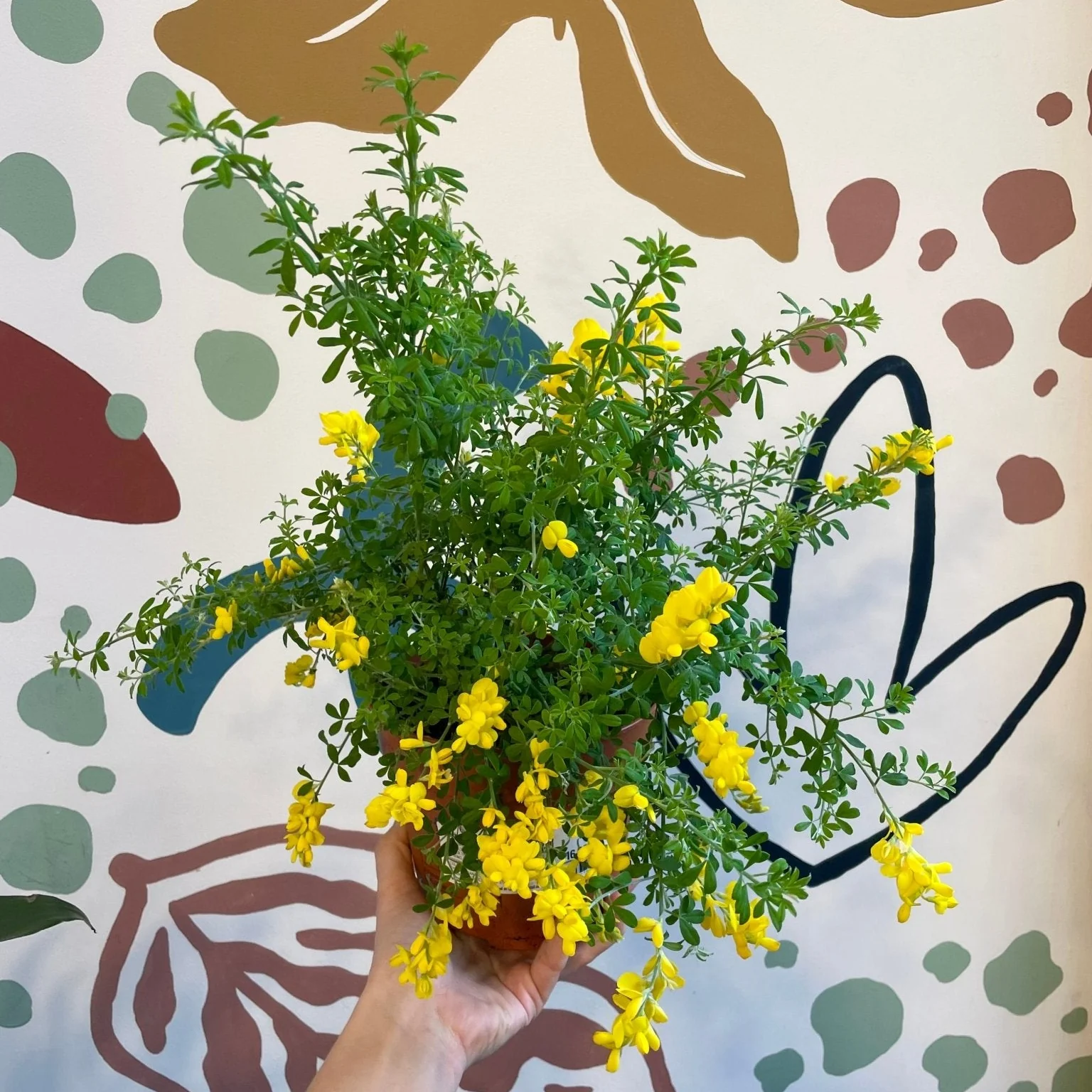 Cytisus – Yellow Flowering Broom Shrub